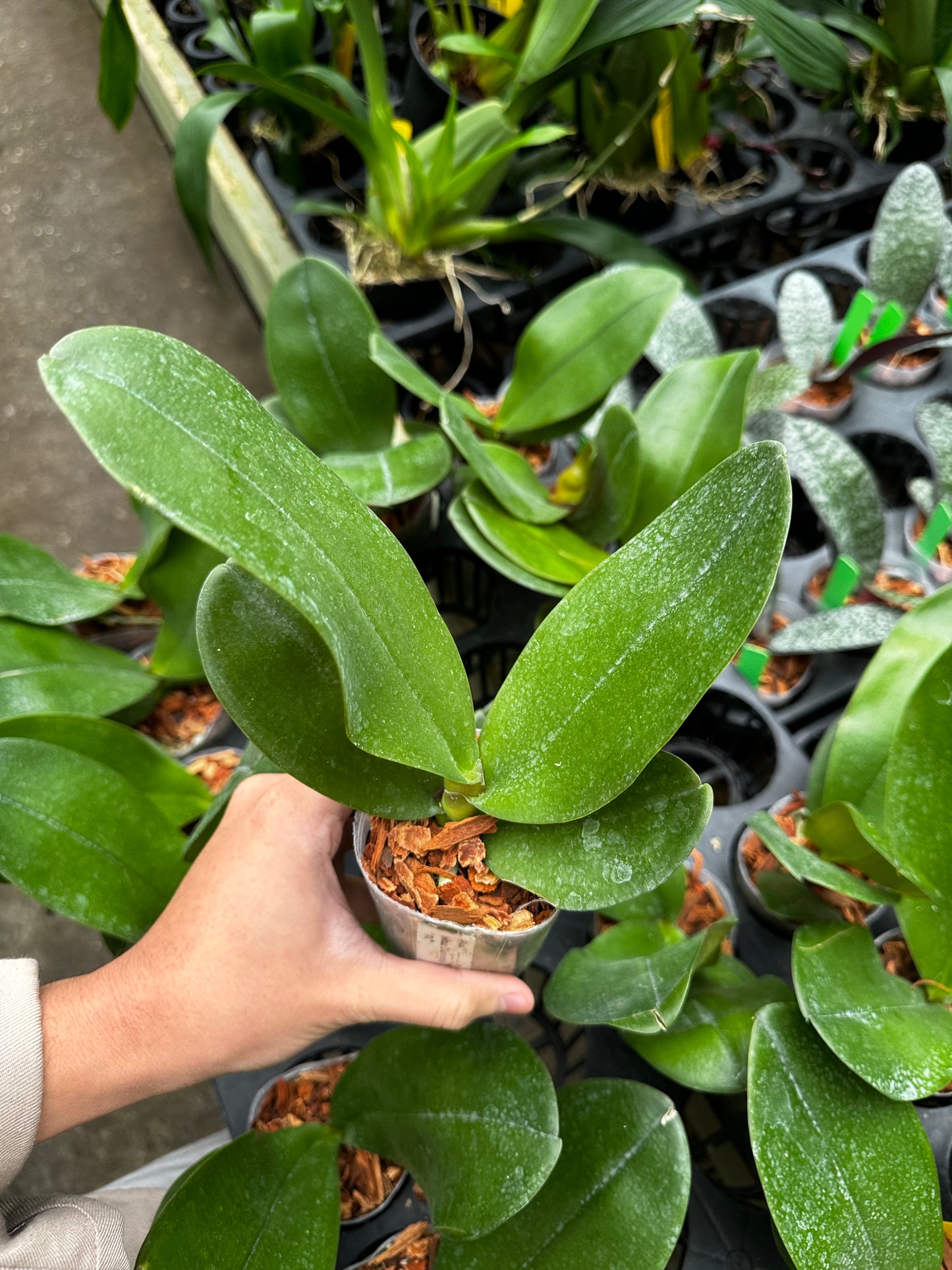 Phalaenopsis Mituo Diamond Canary “AL”