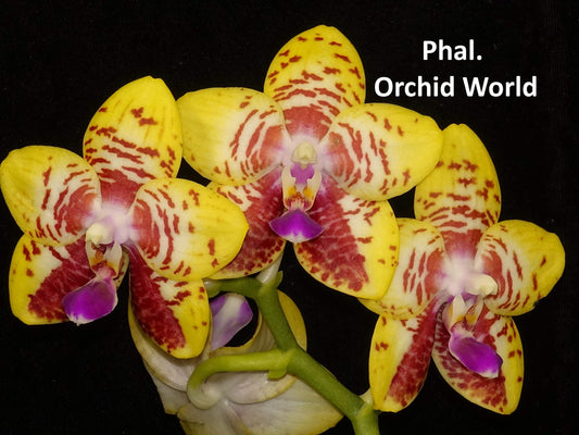 Phalaenopsis Orchid World ‘Bonnie Vasquez’