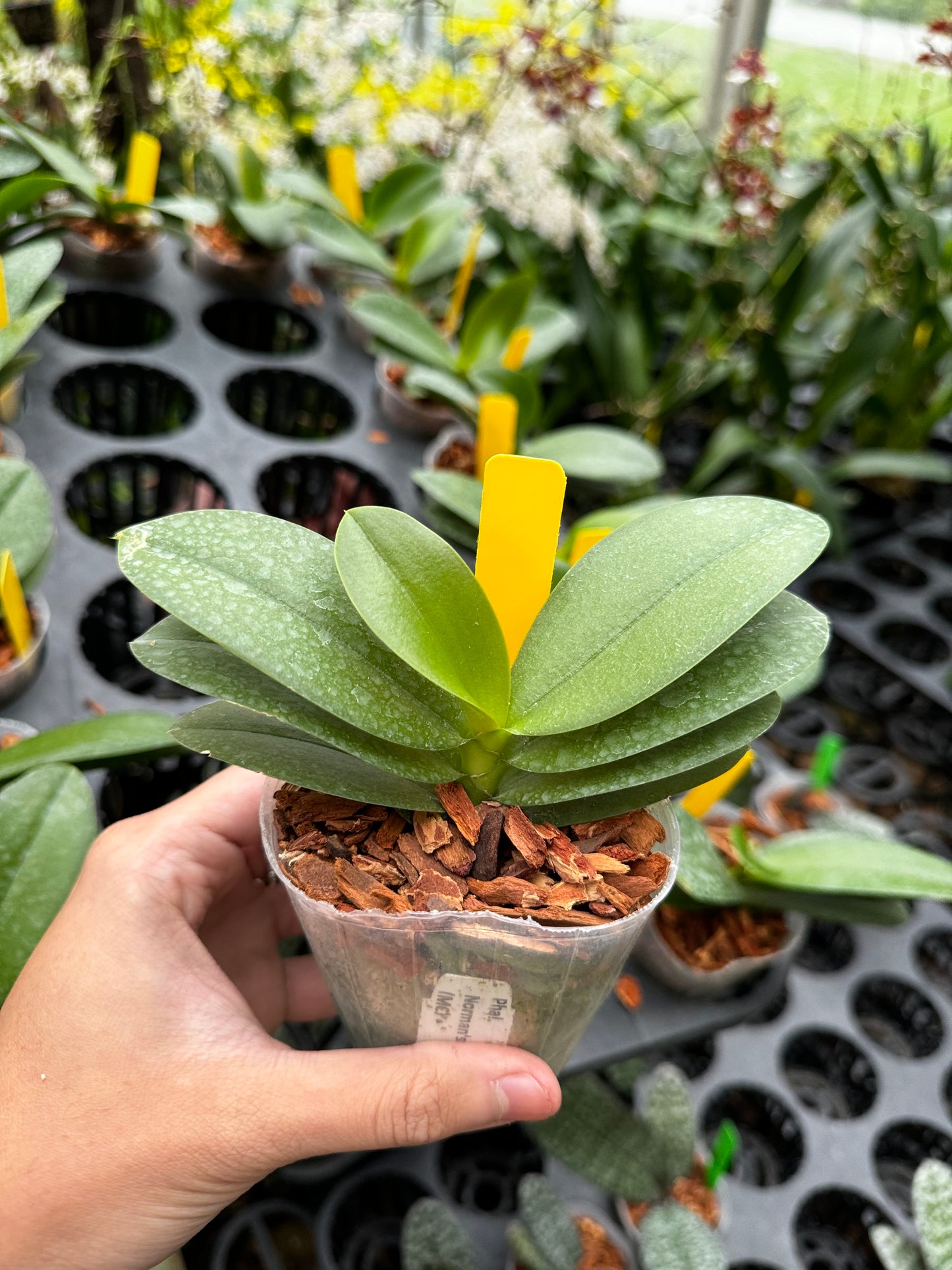 Phalaenopsis Norman’s Yellow Batman (MC)