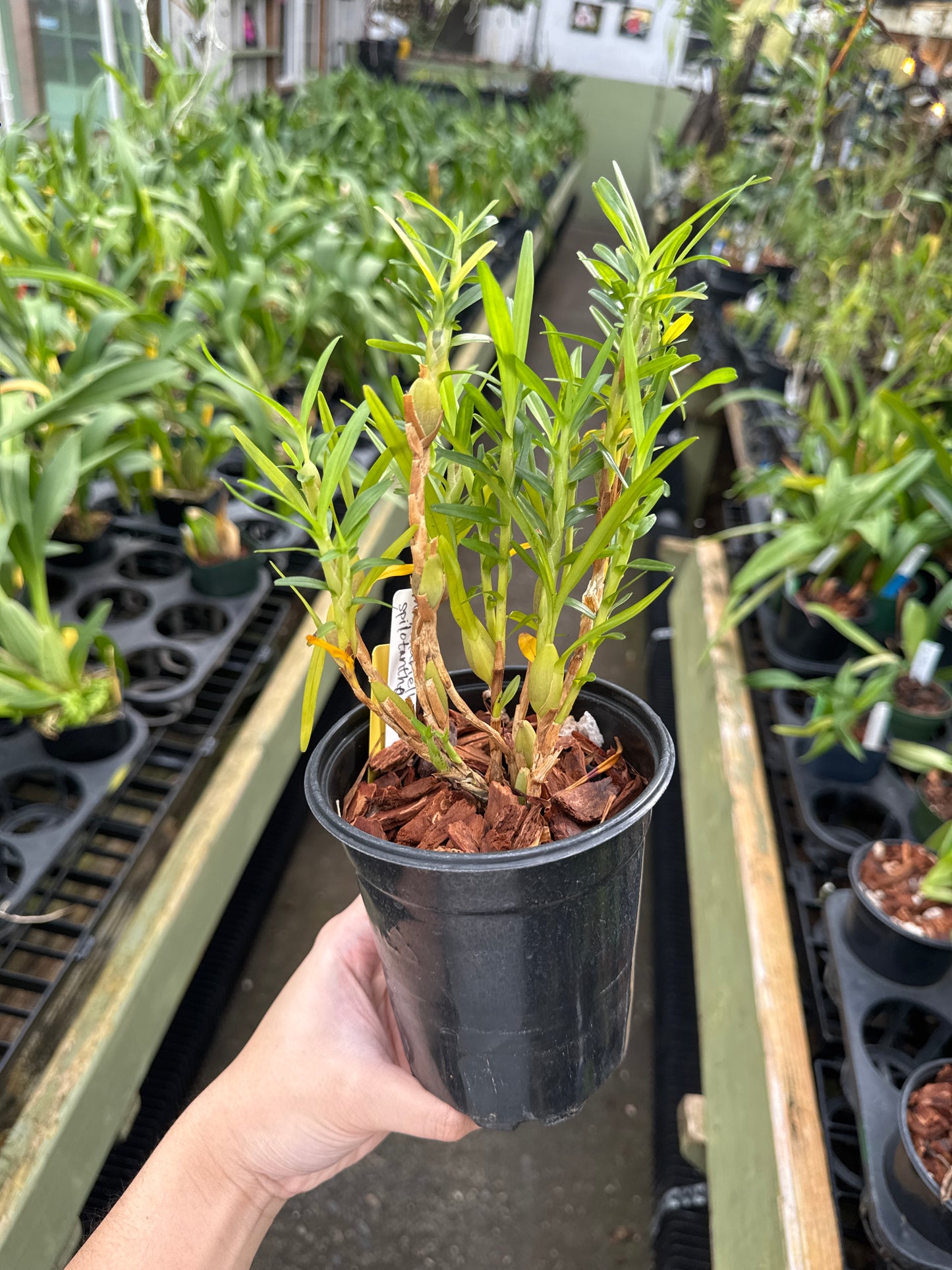 Maxillaria spilotantha