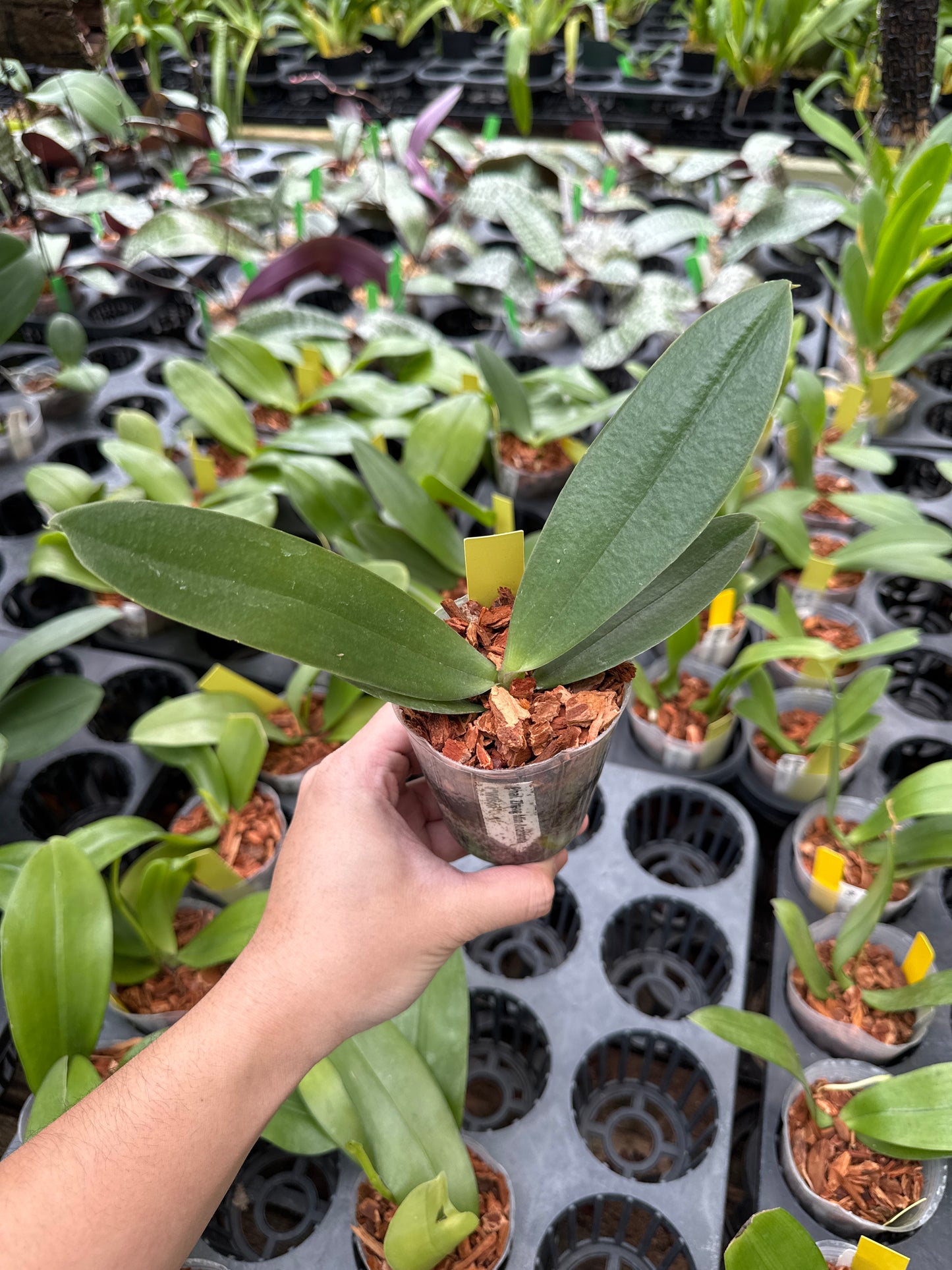 Phalaenopsis Zheng Min Anaconda “Wilson”