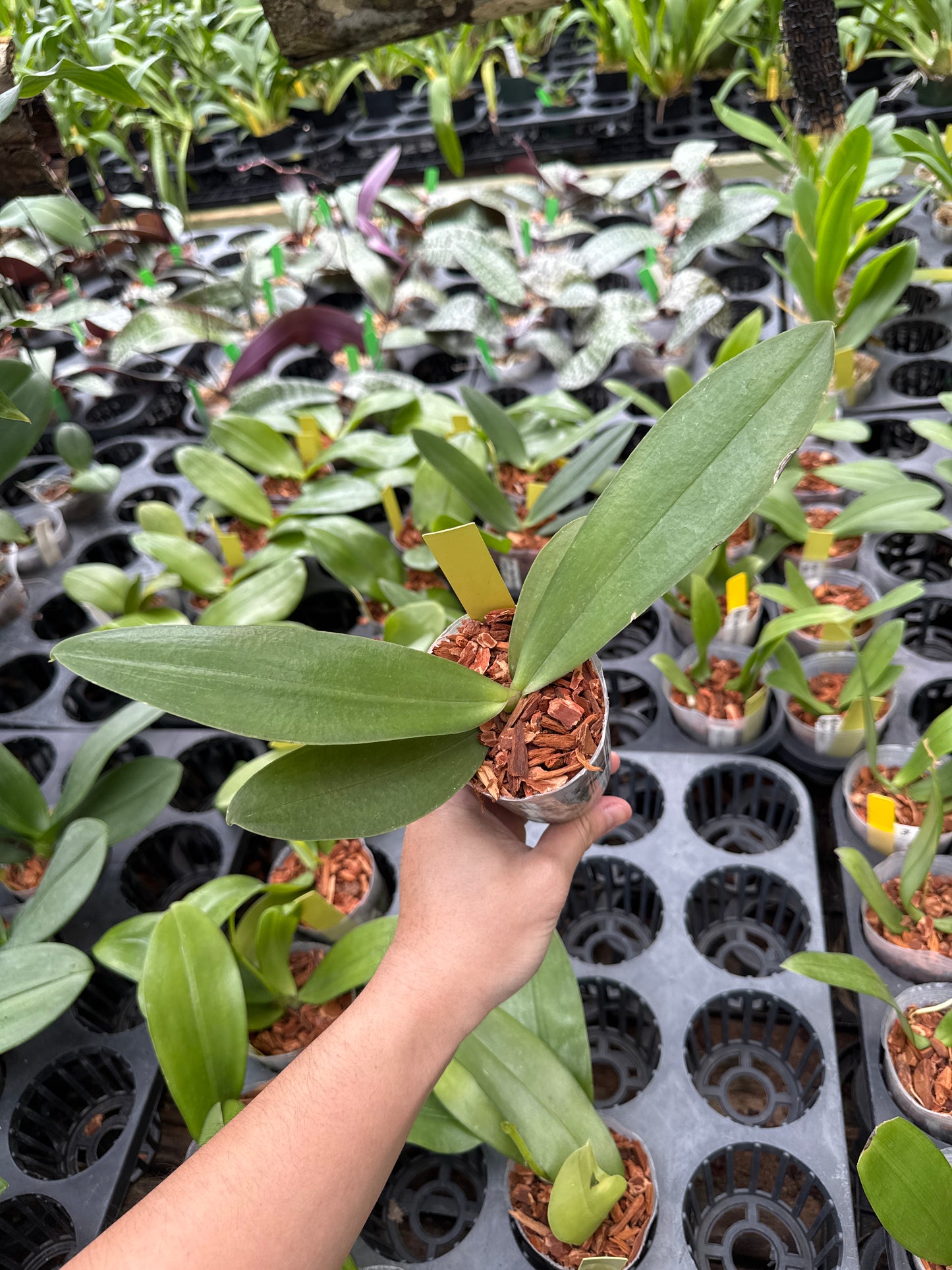 Phalaenopsis Zheng Min Anaconda “Wilson”