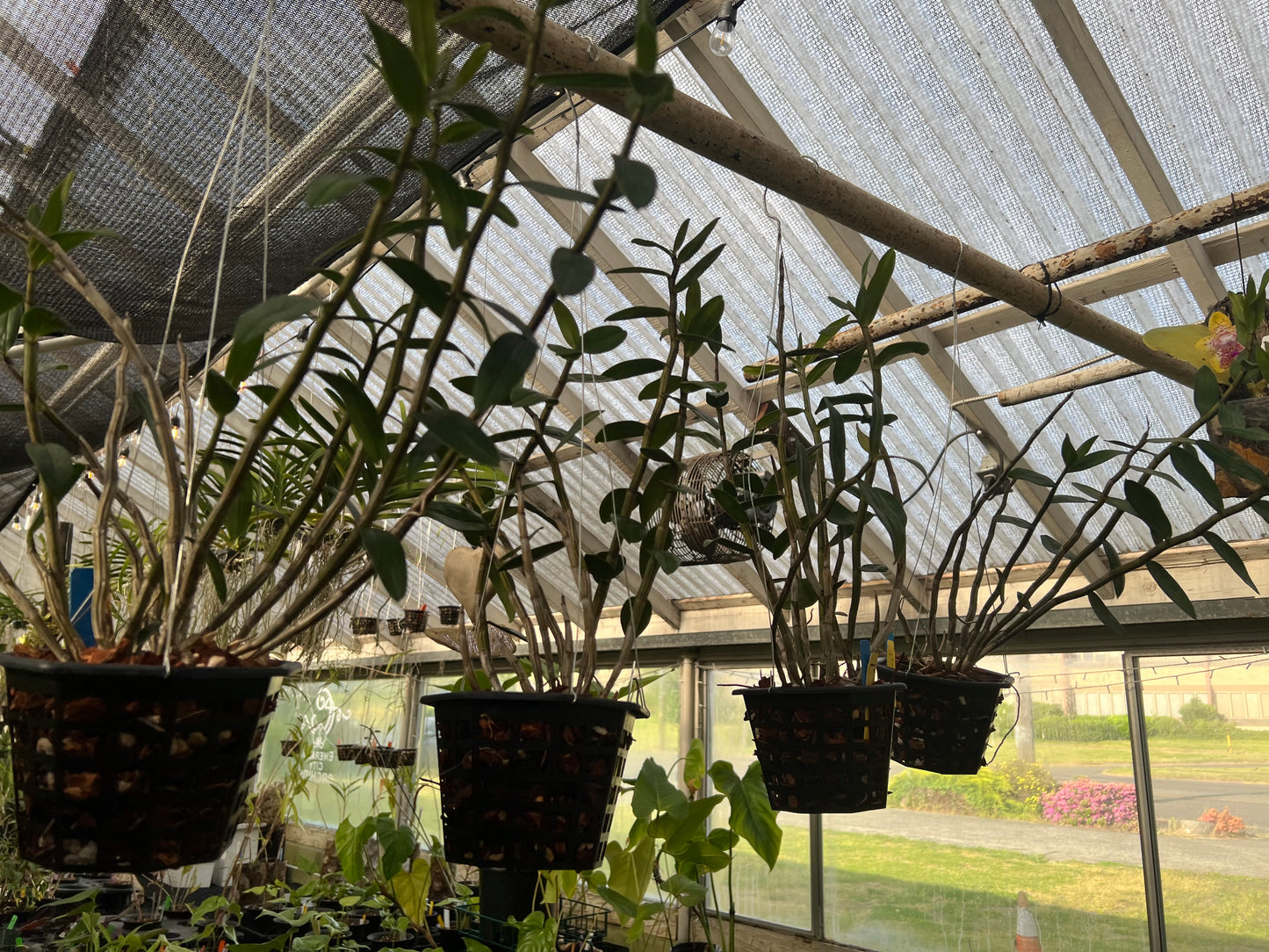 Dendrobium lowii
