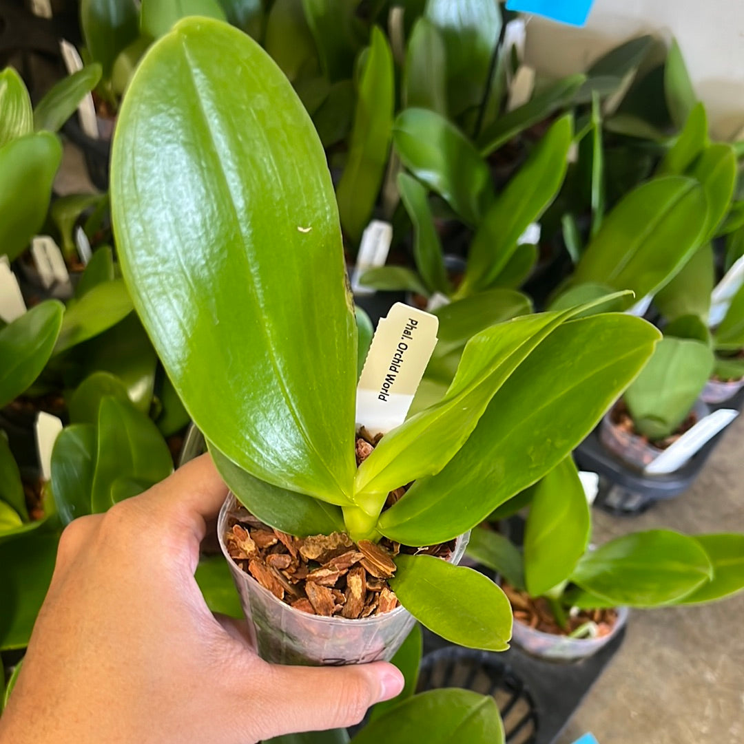 Phalaenopsis Orchid World ‘Bonnie Vasquez’