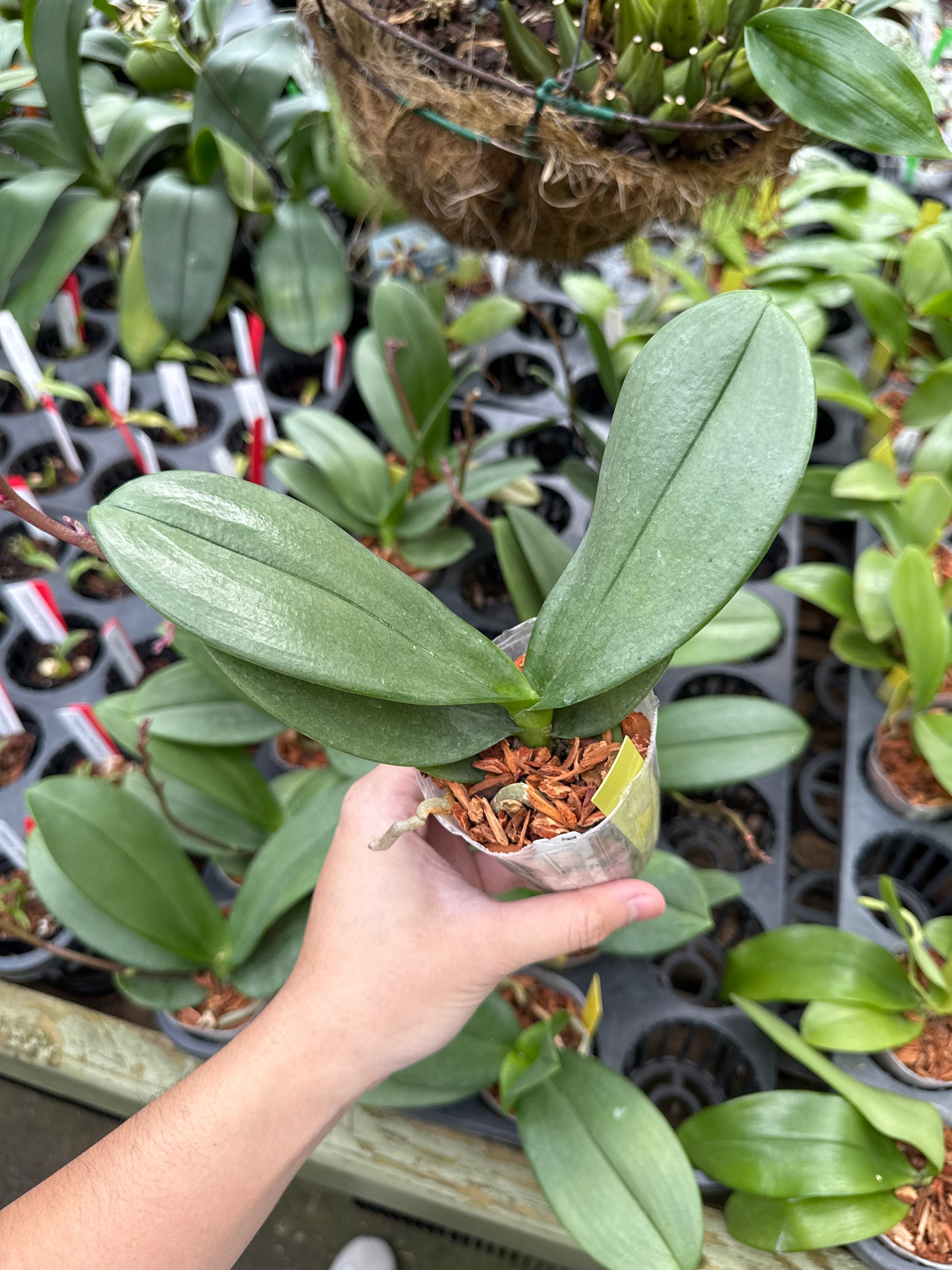 Phal Formosa Cranberry “Wilson”