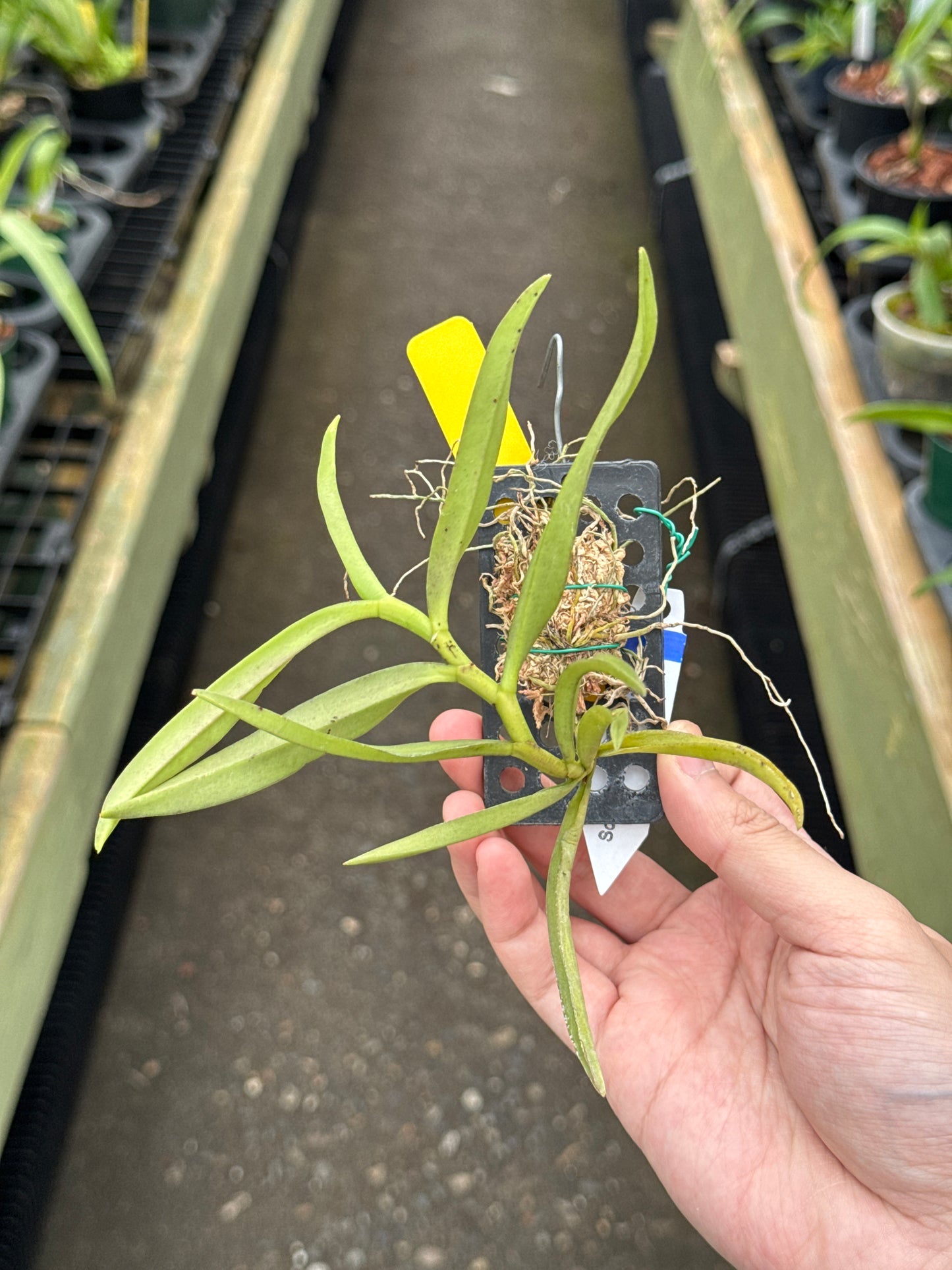 Schoenorchis gemmata