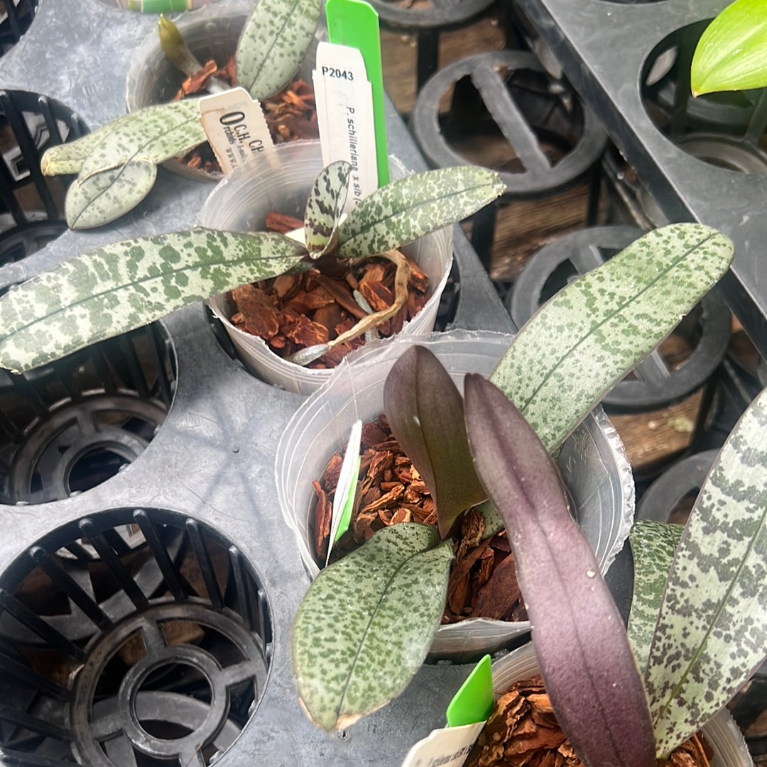 Phalaenopsis schilleriana x sib