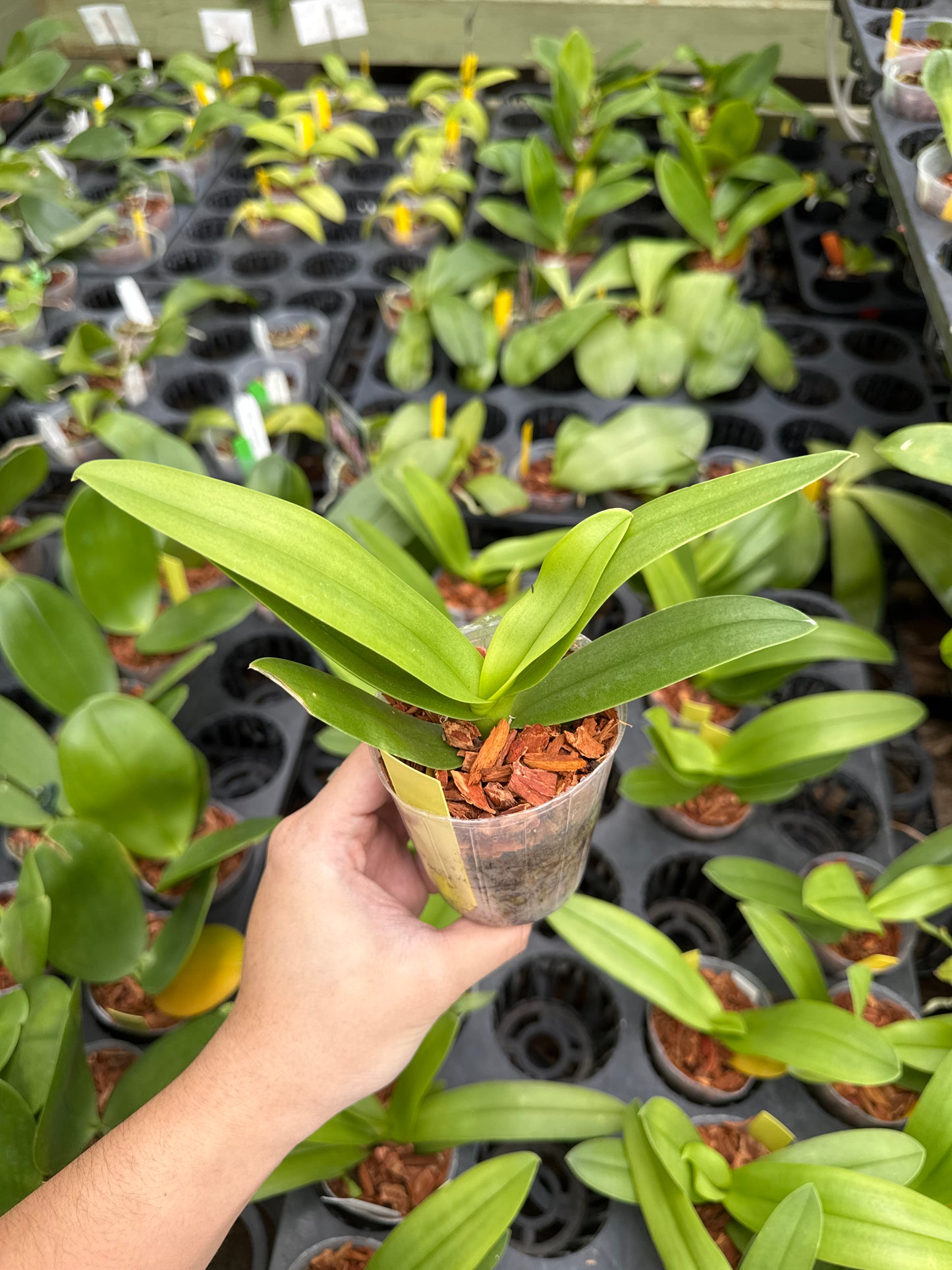Phalaenopsis pulcherrima var. coerulea