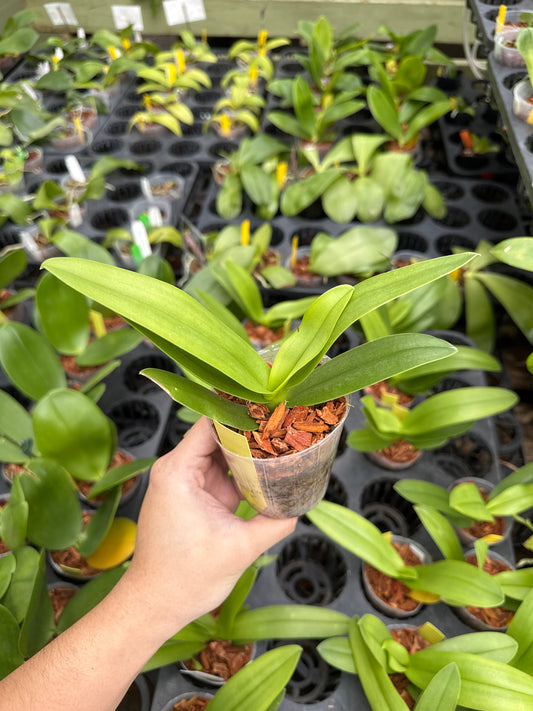 Phalaenopsis pulcherrima var. coerulea