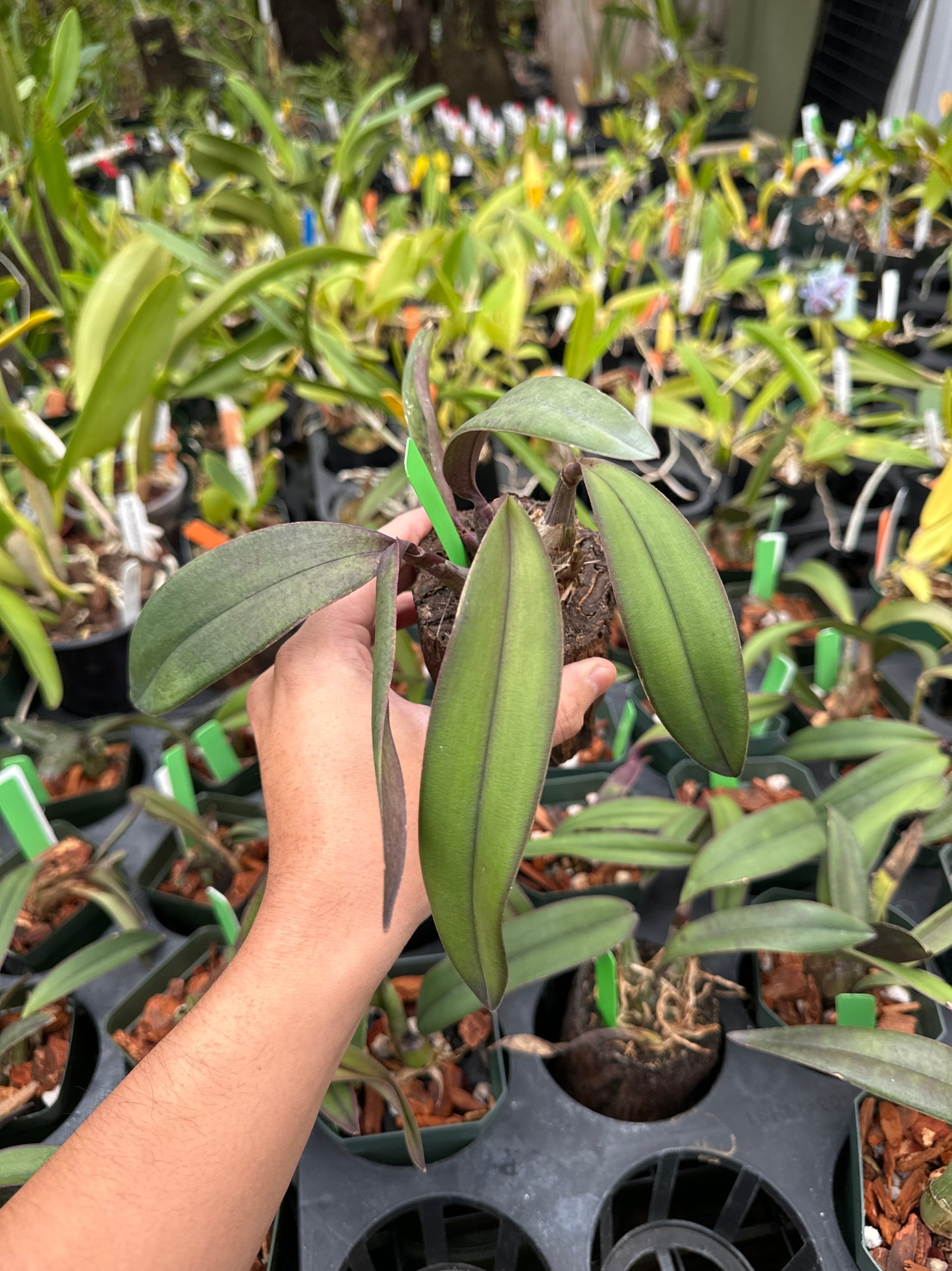 Laelia cinnabarina