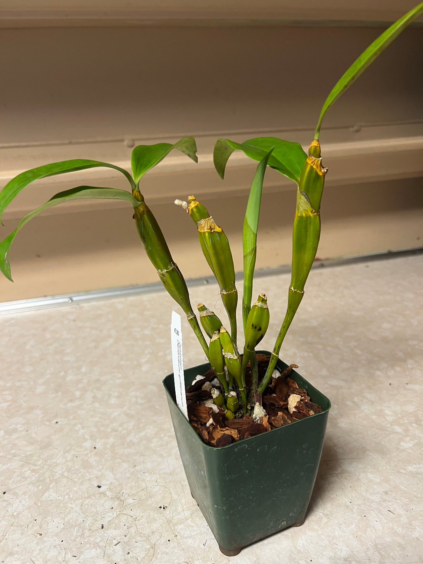 Dendrobium griffithianum