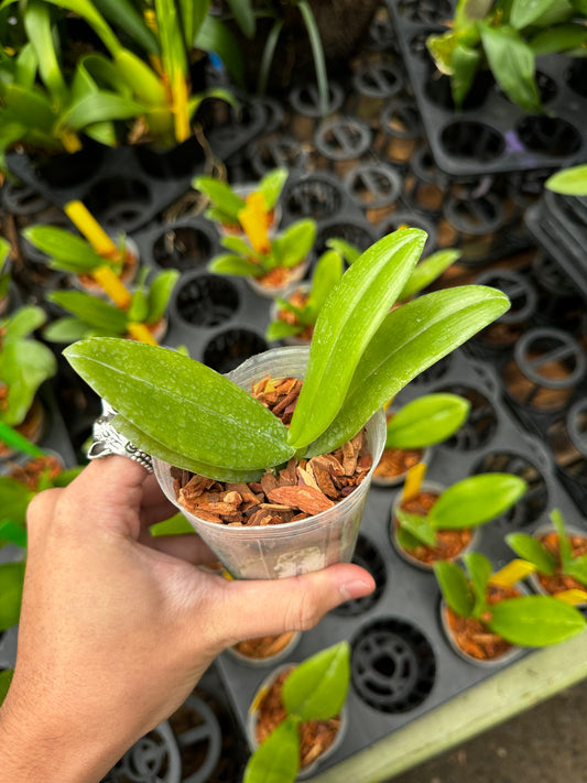 Phalaenopsis maculata