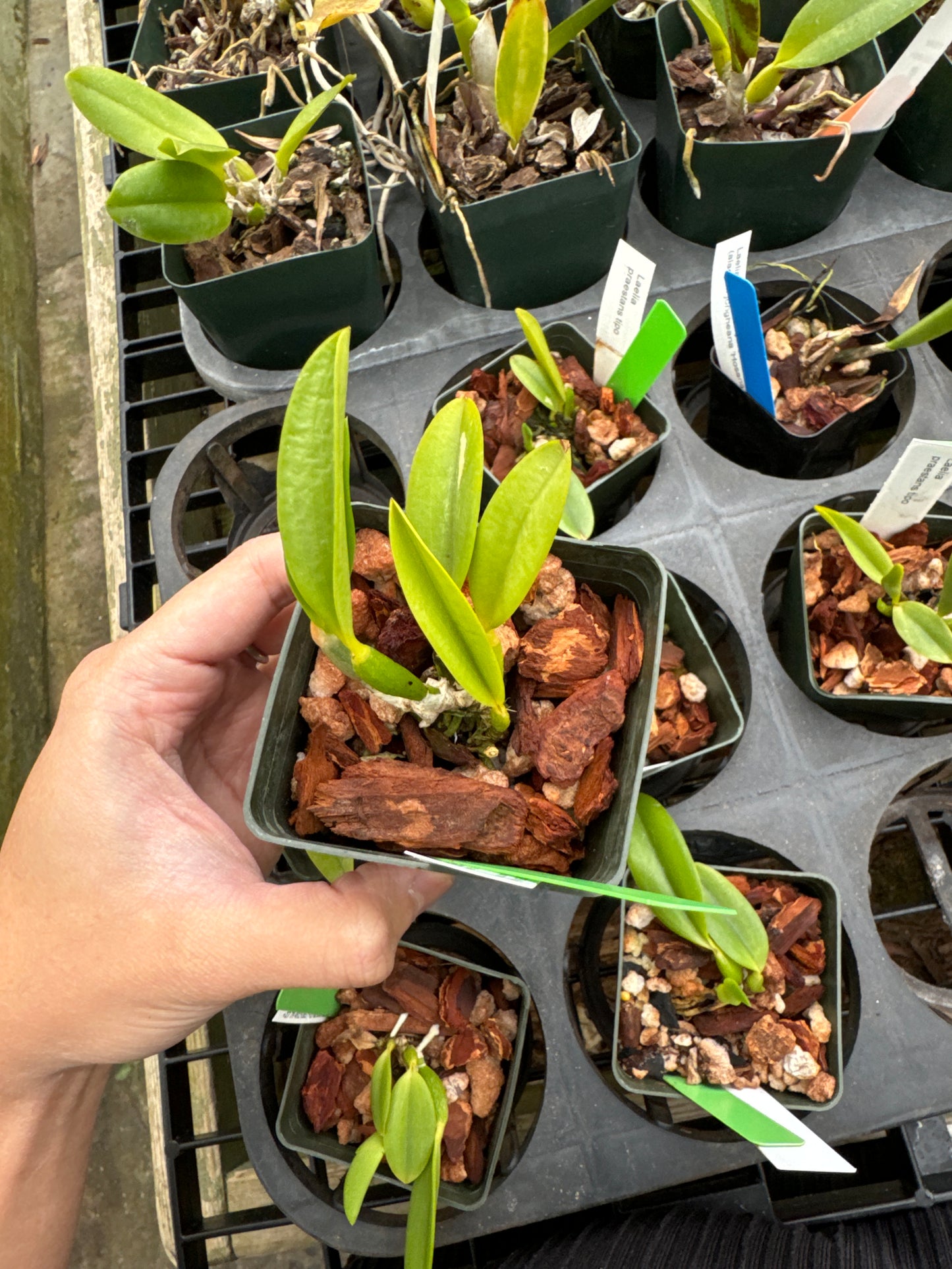 Laelia praestans tipo