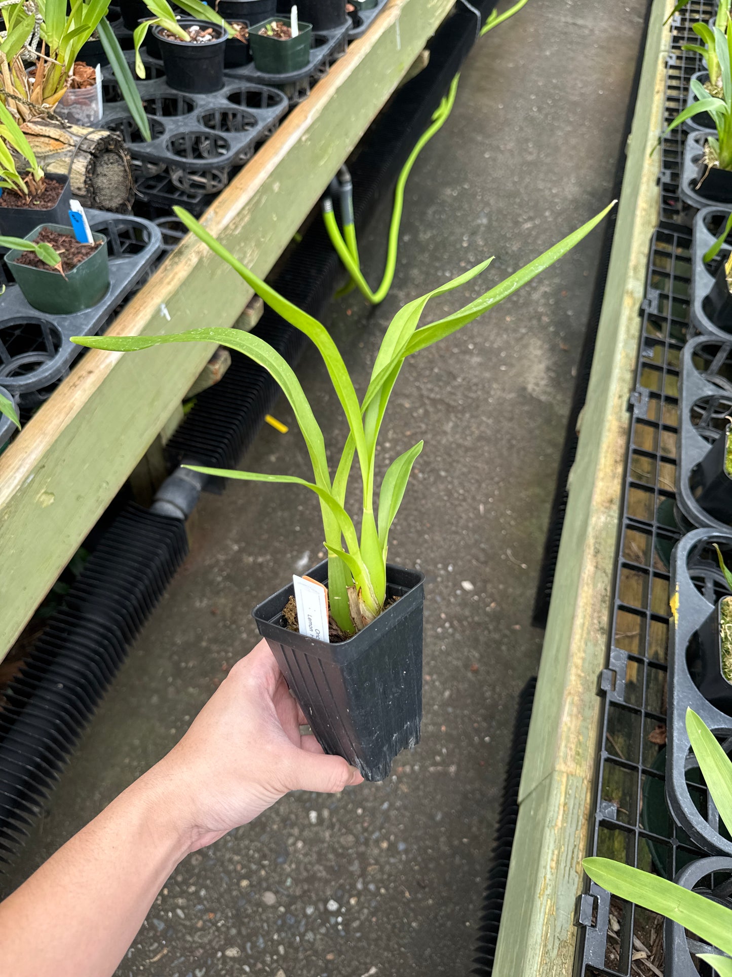 Oncidium Lemon Heart