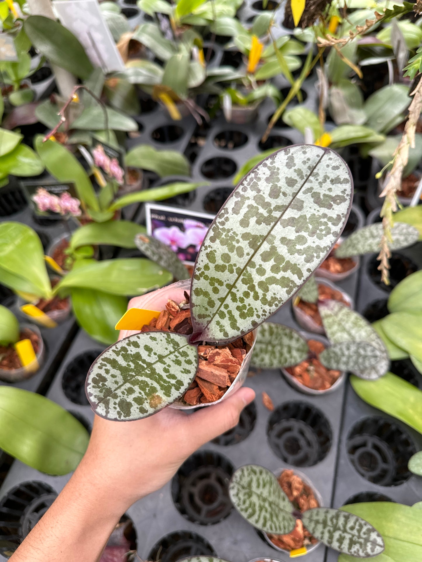 Phal schilleriana ‘Pink Butterfly’