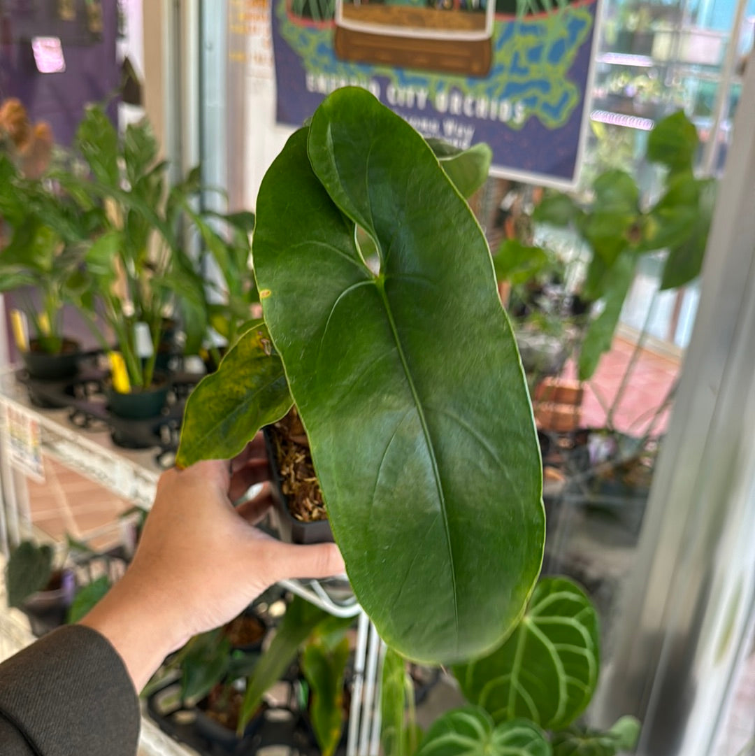 Anthurium nigrolaminum ‘Gigi’