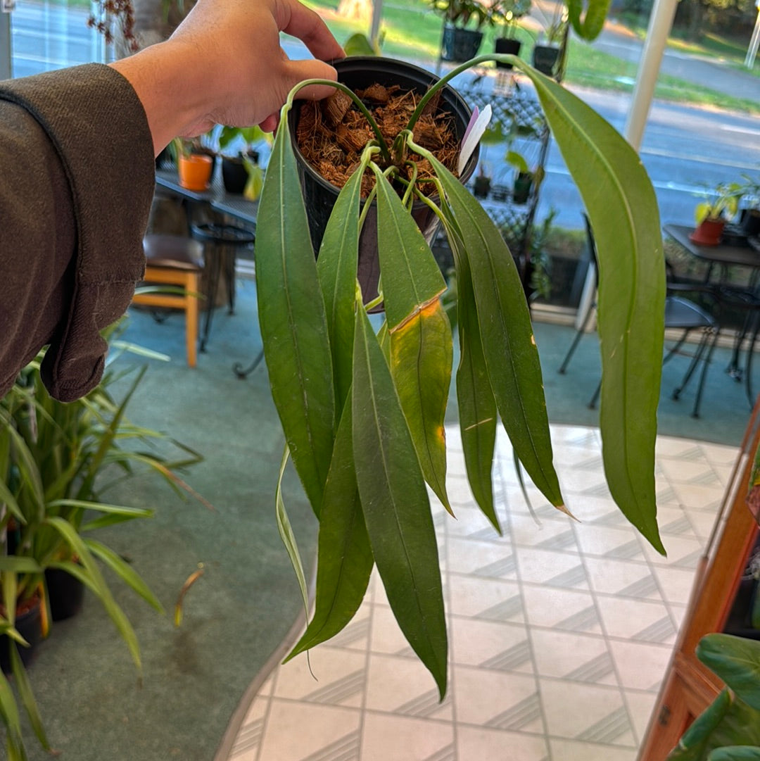 Anthurium coriaceum velvety