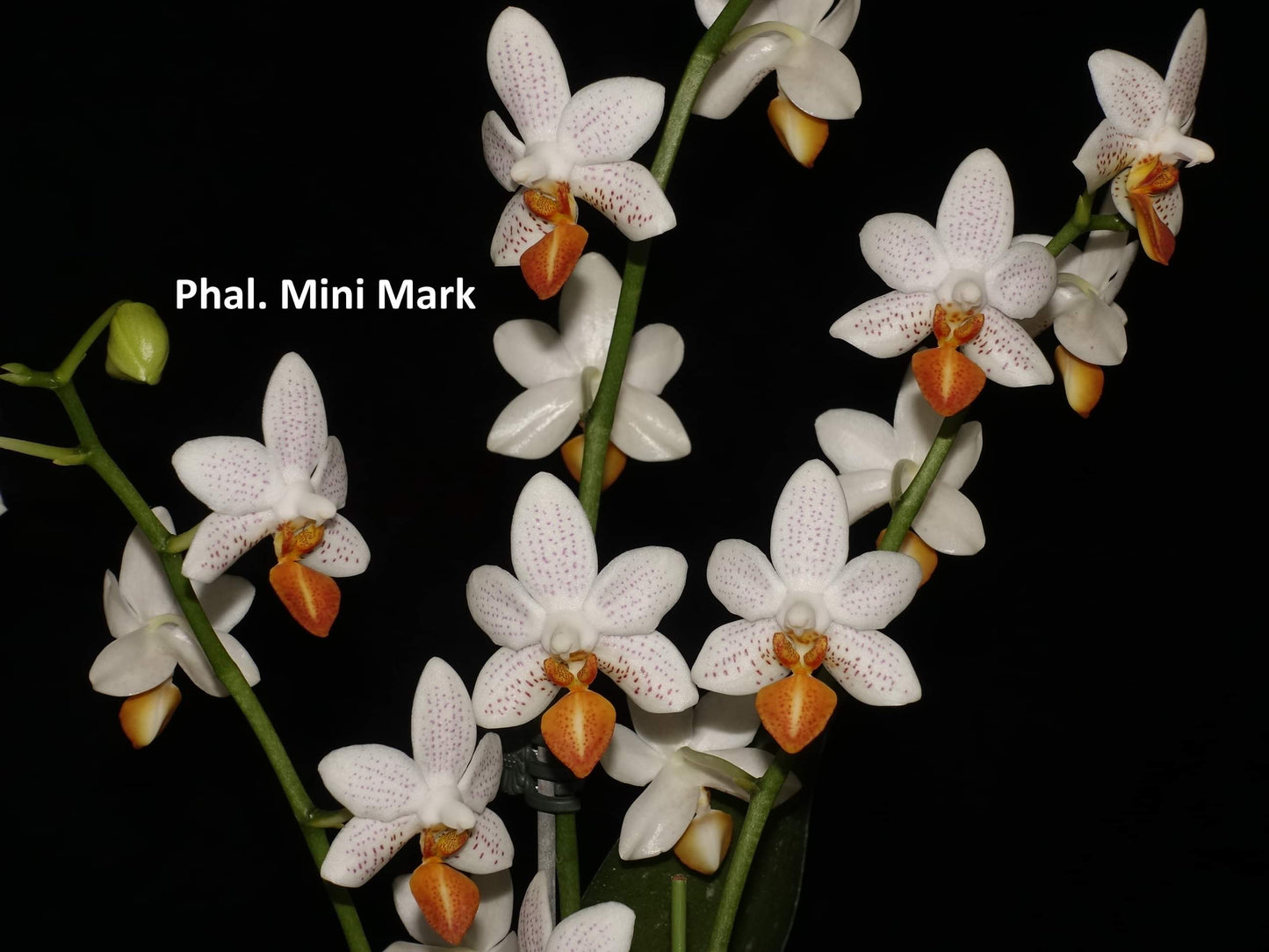 Phalaenopsis Mini Mark