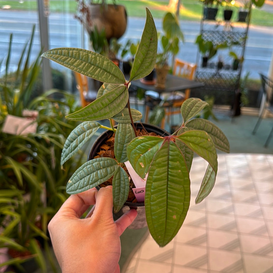 Anthurium arisaemiodes