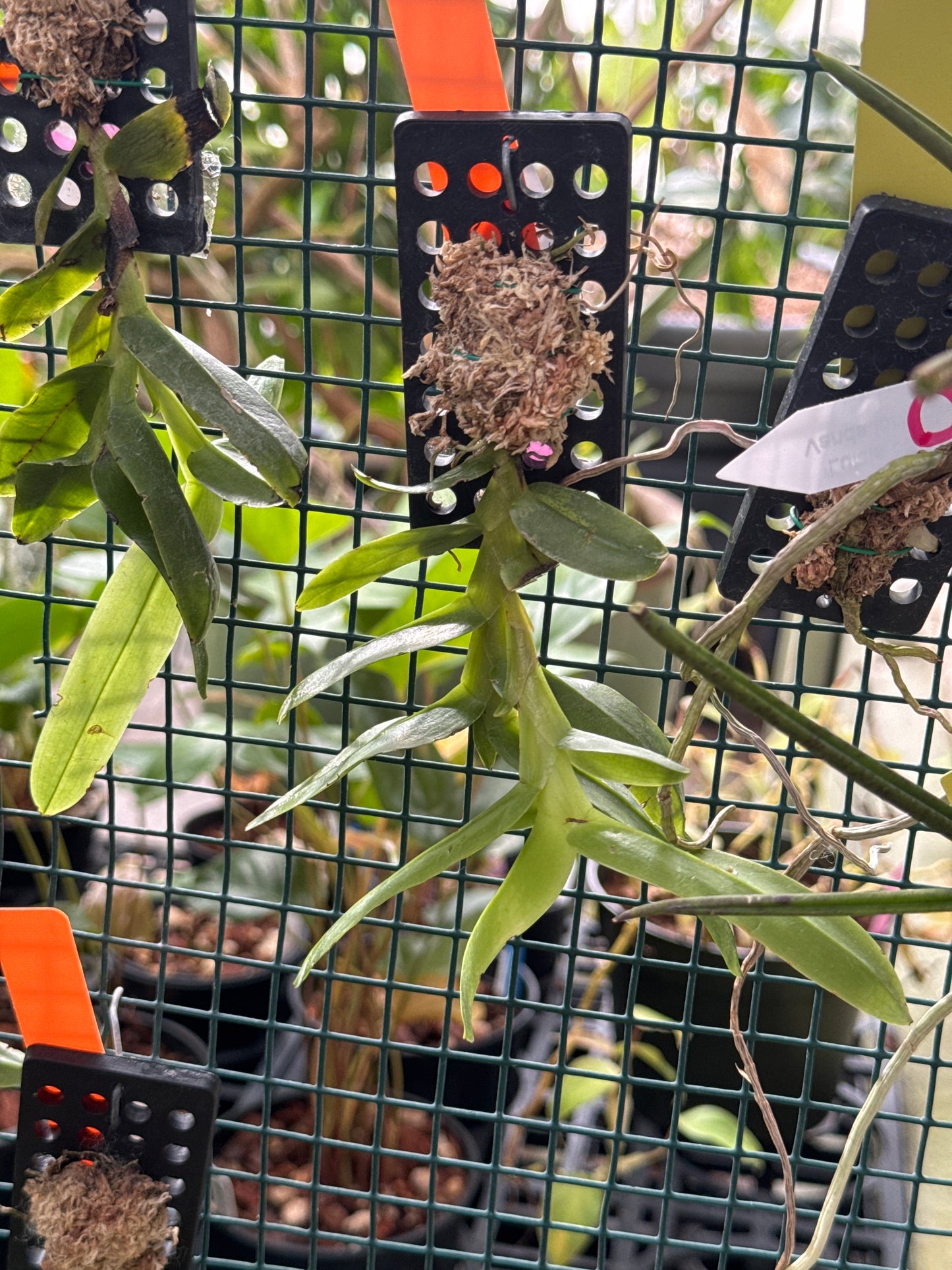 Thrixspermum pensile