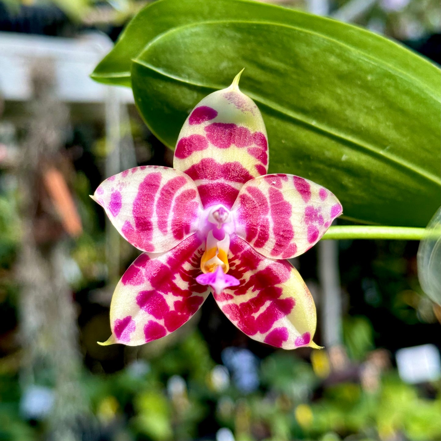 Phal Miro Red Dragon