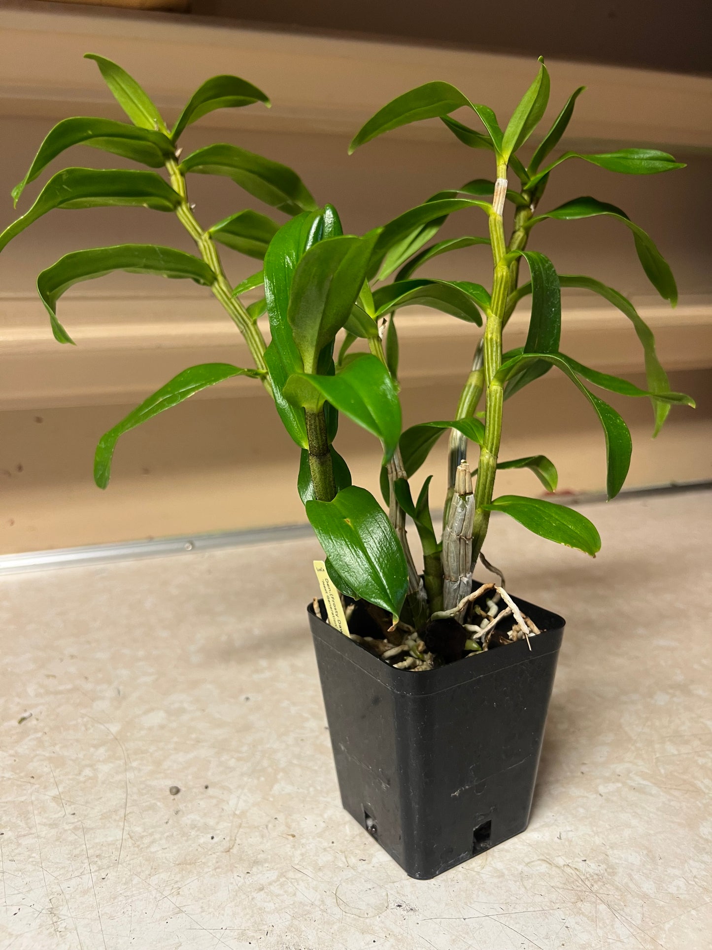 Dendrobium Hsinying Frostymaree