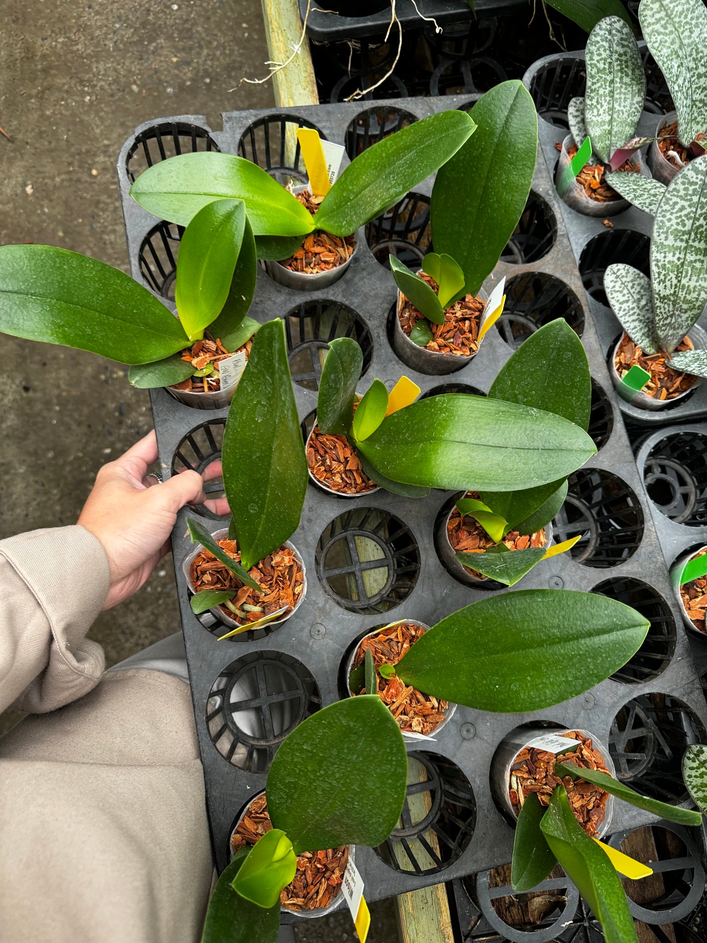 Phal GW Green World