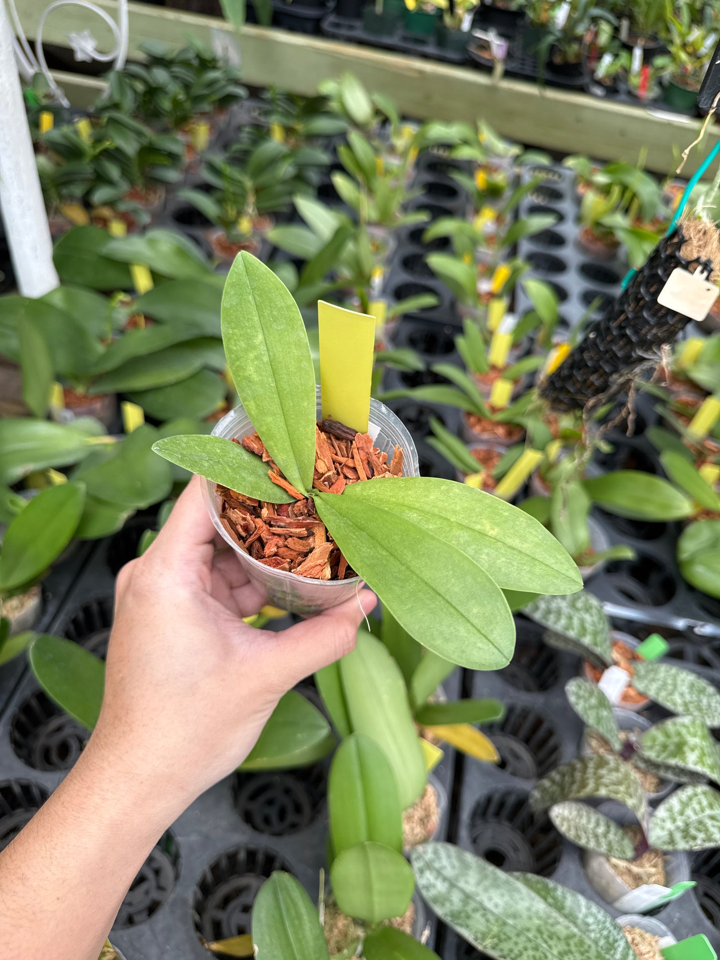 Phalaenopsis Anna-Larati Soekardi (Peloric)