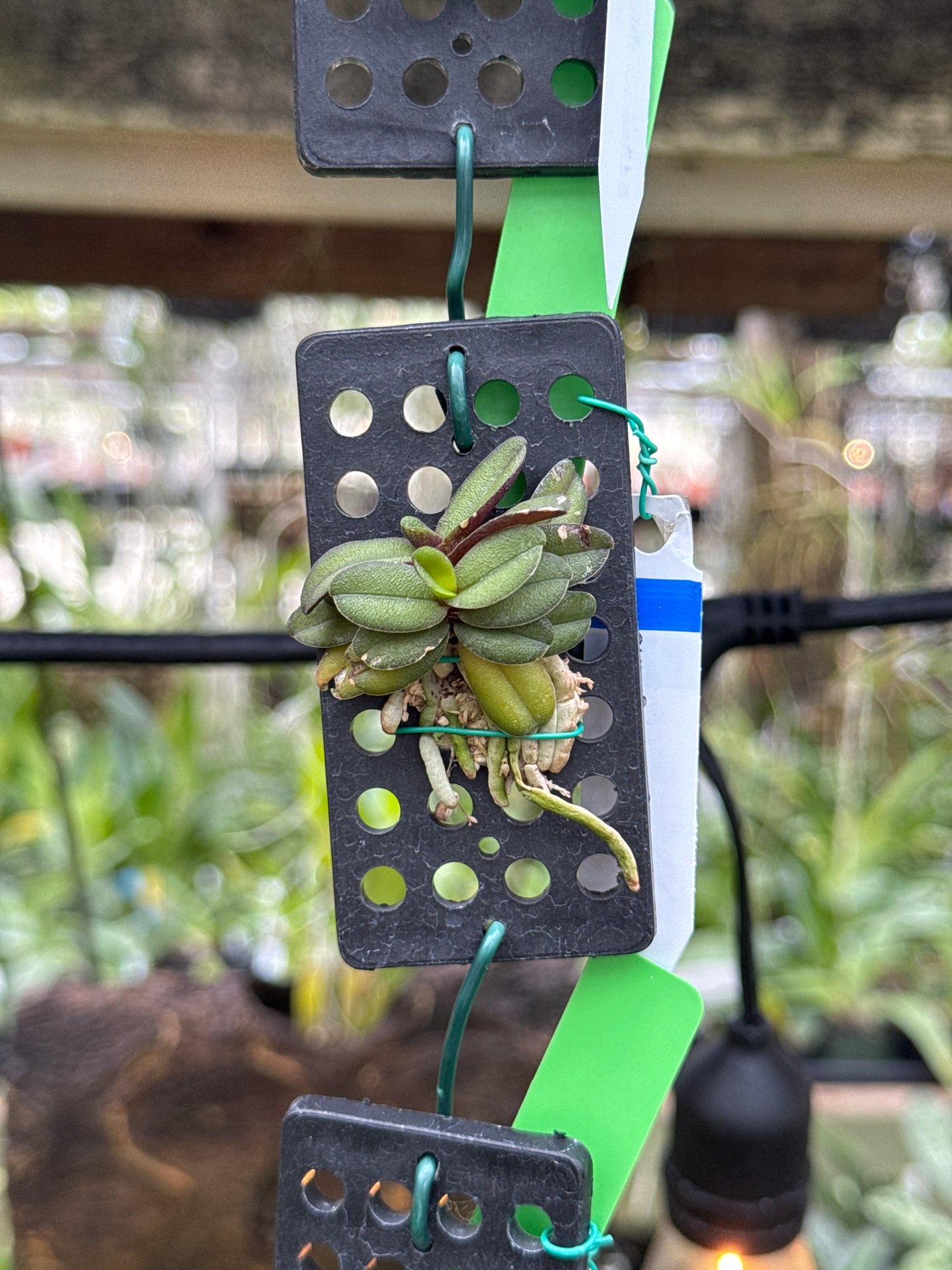 Schoenorchis fragrans