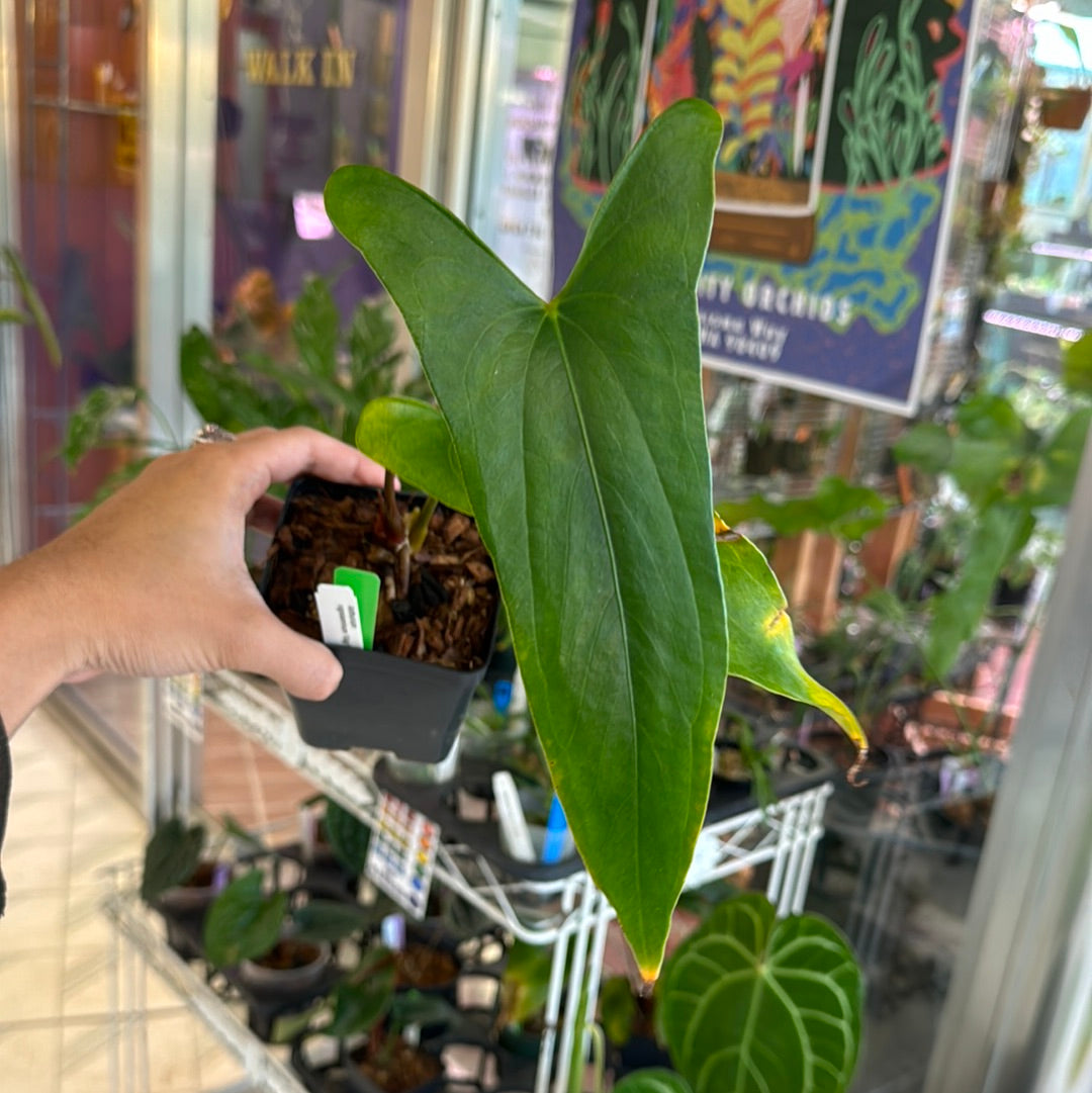 Anthurium nigrolaminum ‘Gigi’
