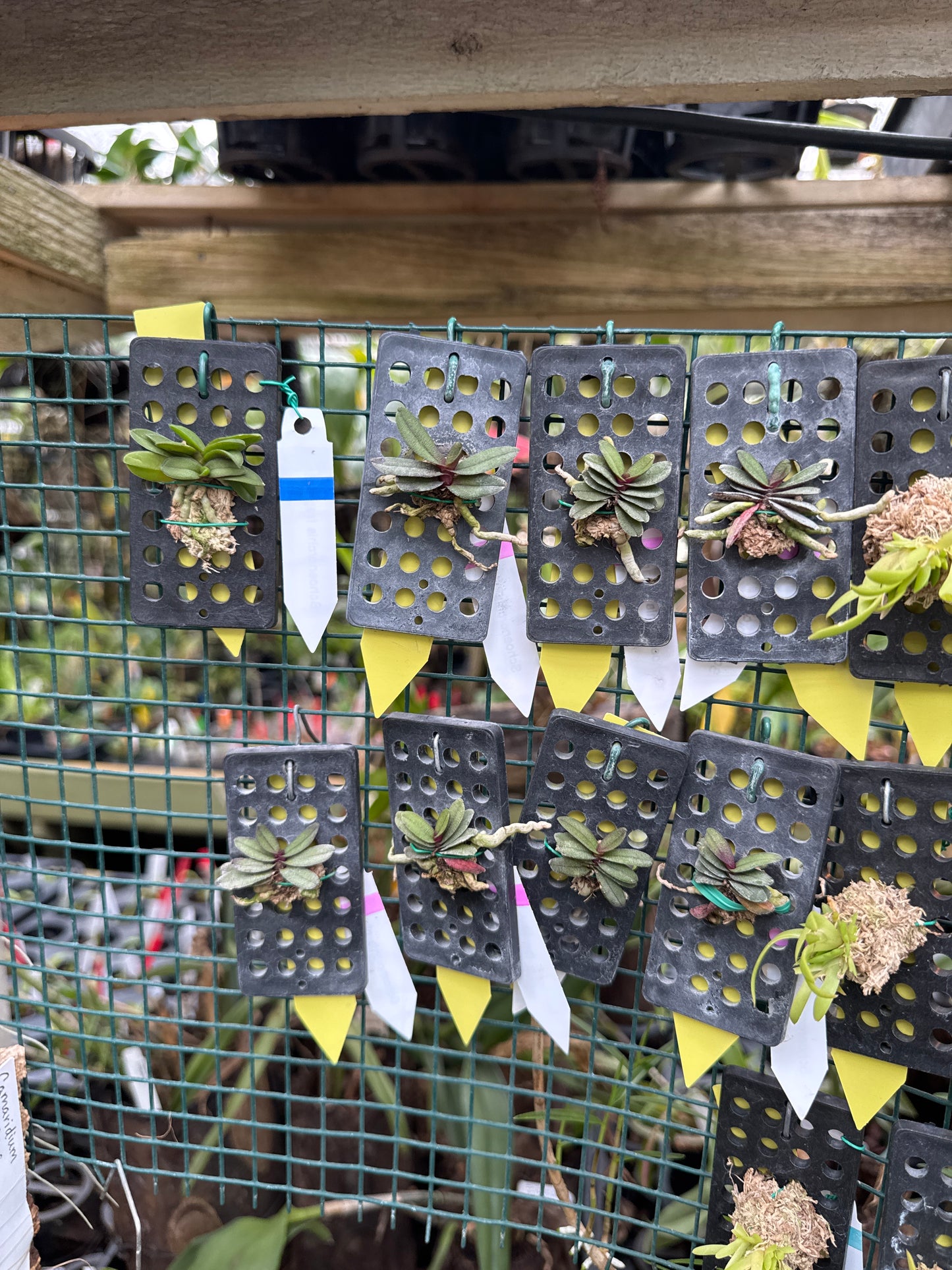 Schoenorchis phitamii