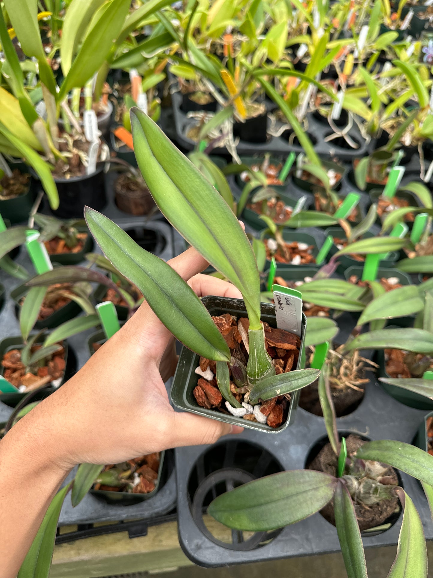 Laelia cinnabarina