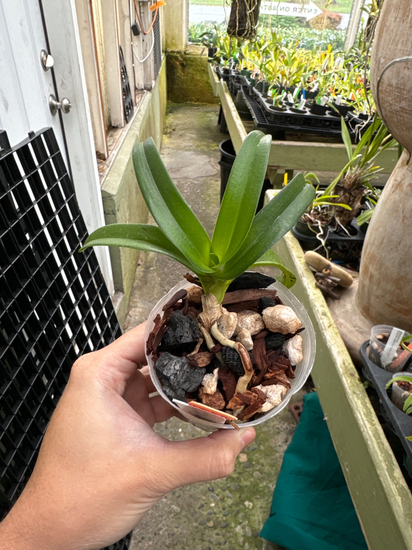 Sarcochilus Kulnura Oath x Rosella x Kulnura Sweetie