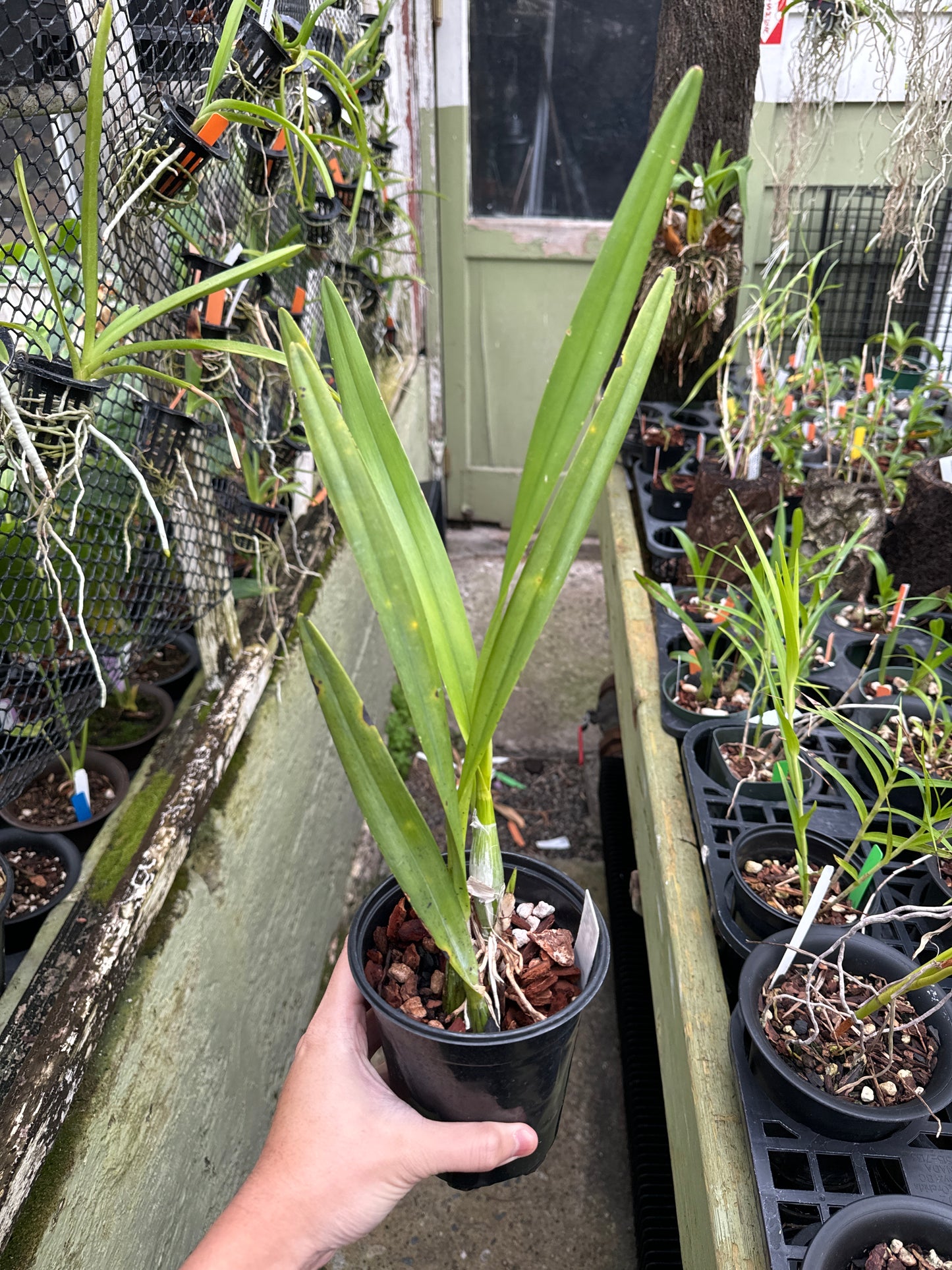 Encyclia dichroma