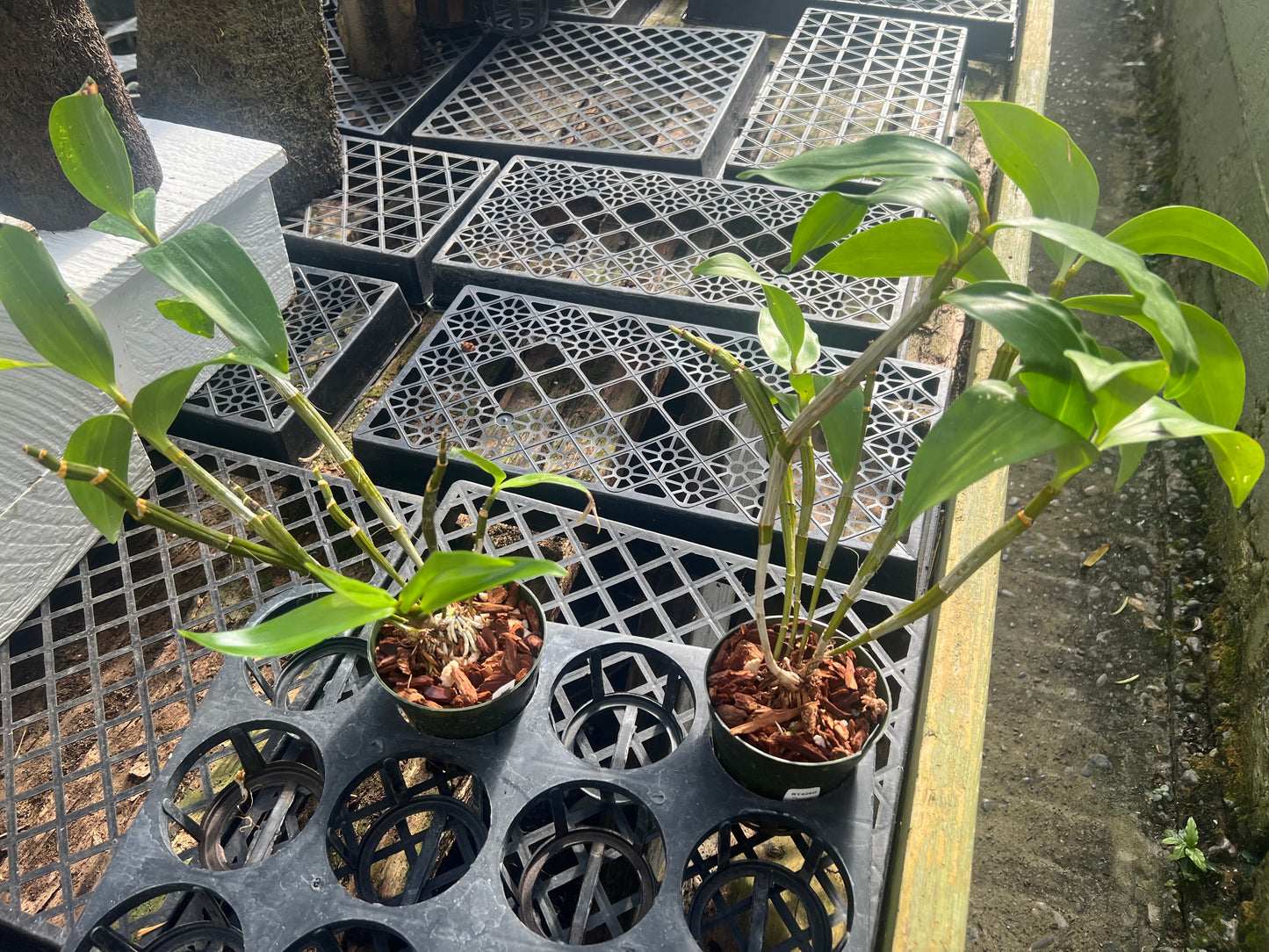 Dendrobium thyrsiflorum