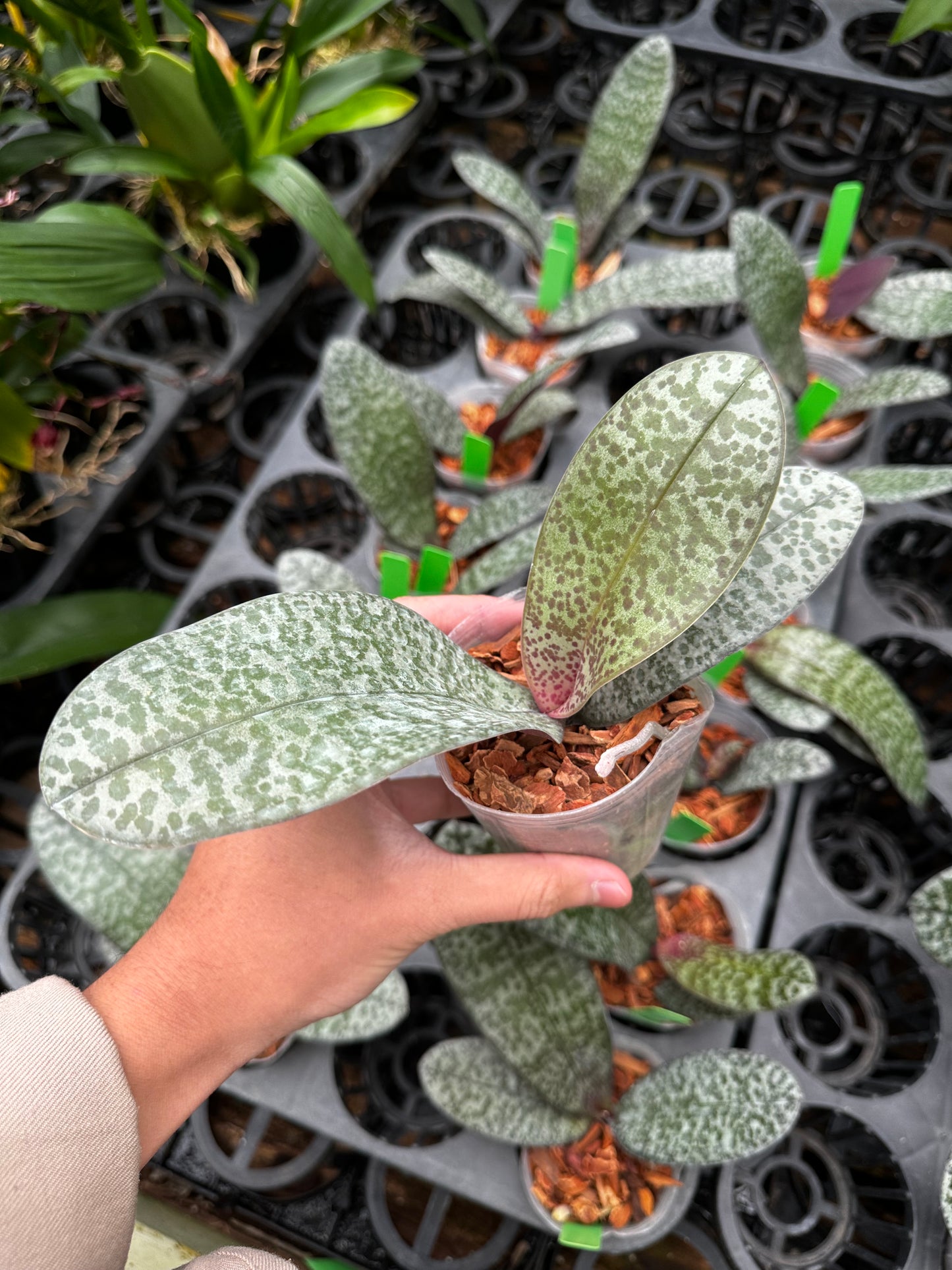 Phalaenopsis schilleriana x sib