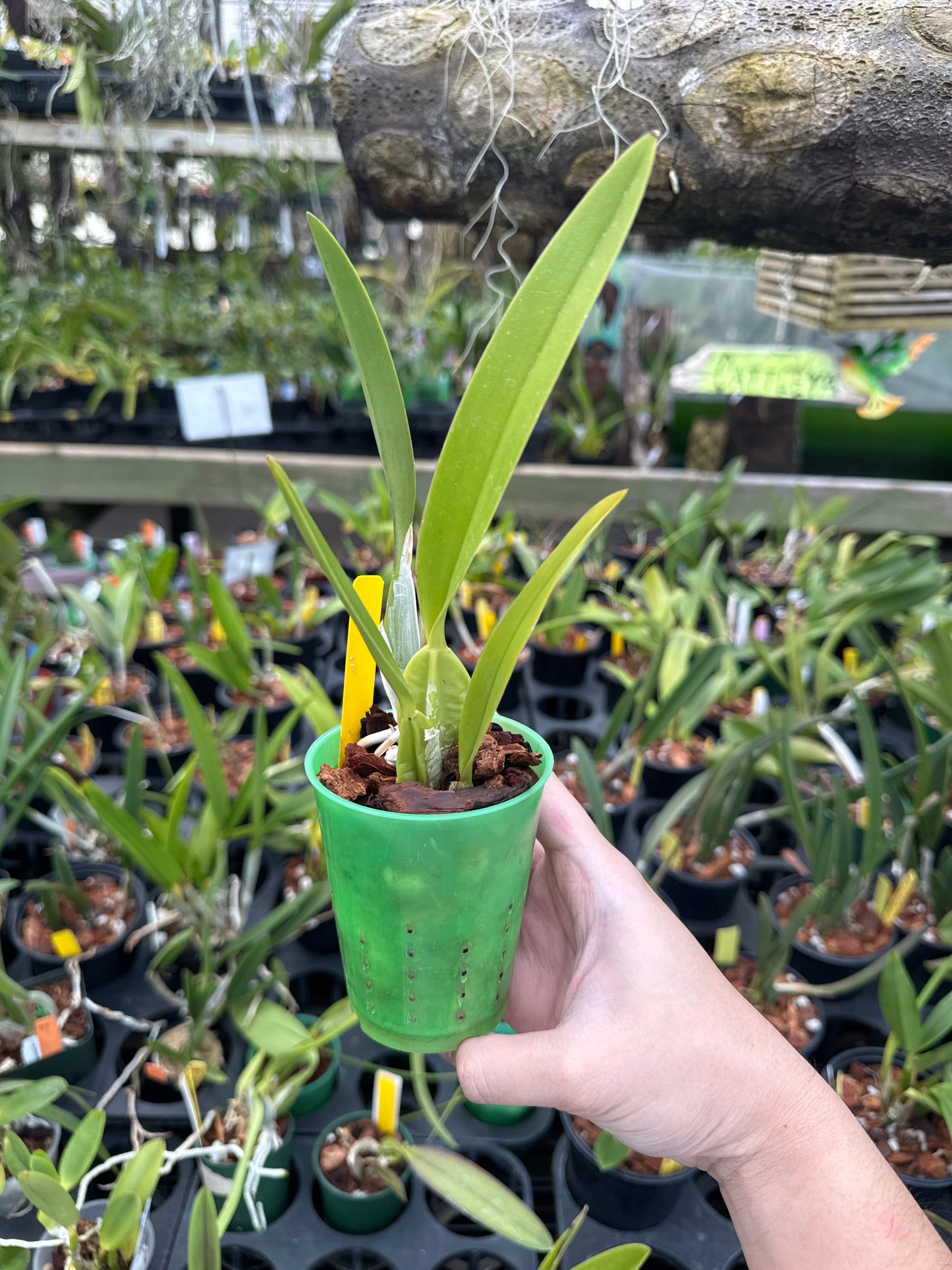 Laelia anceps coerulea