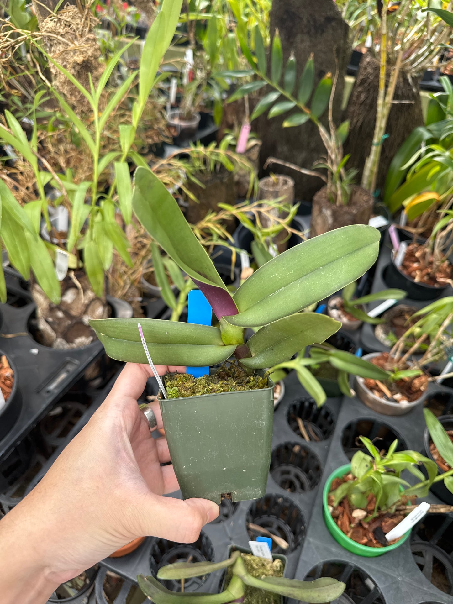 Robiquetia cerina (Red Form)