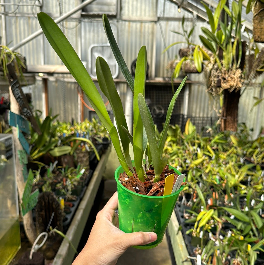 Cattleya (Laelia) purpurata alba