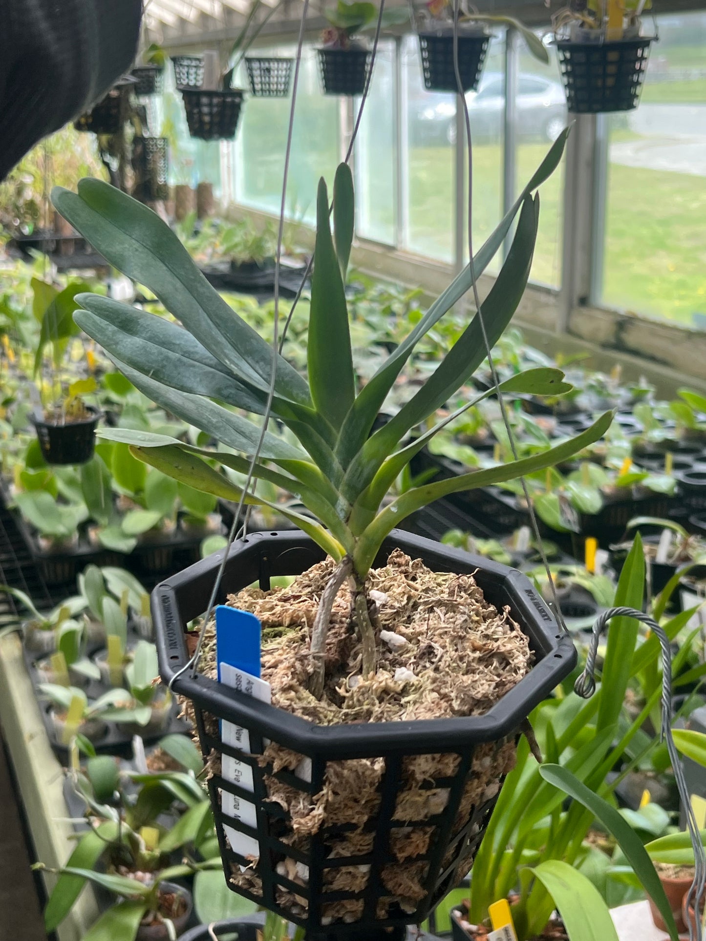 Angarecum sesquipedale