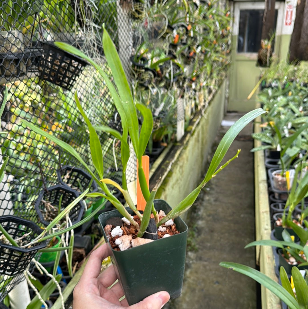 Prosthechea livida
