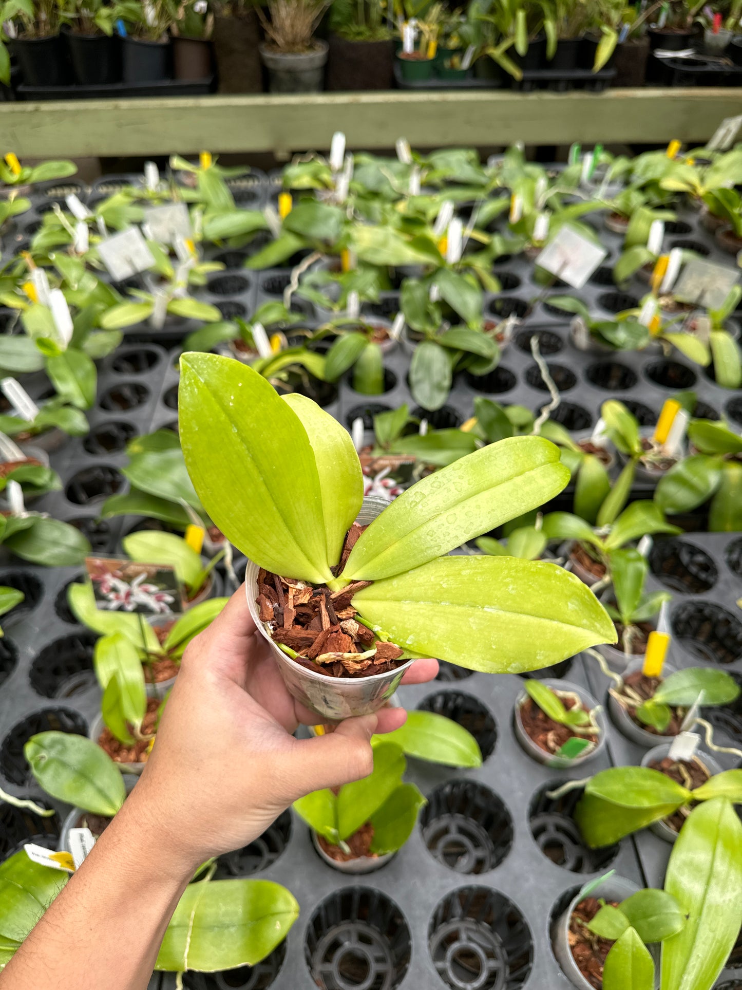 Phal tetraspis (sib)