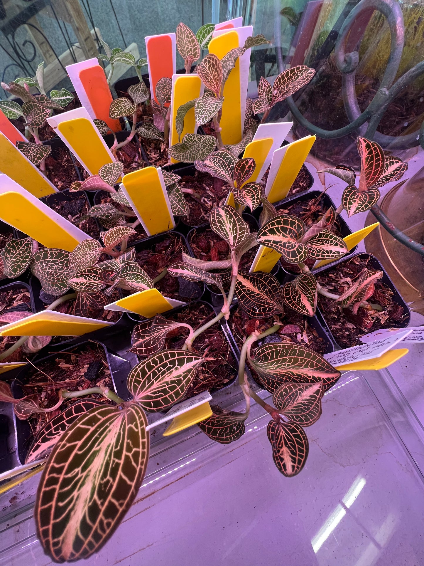 Anoectochilus sp. “non red vein” x Anoectochilus siamensis