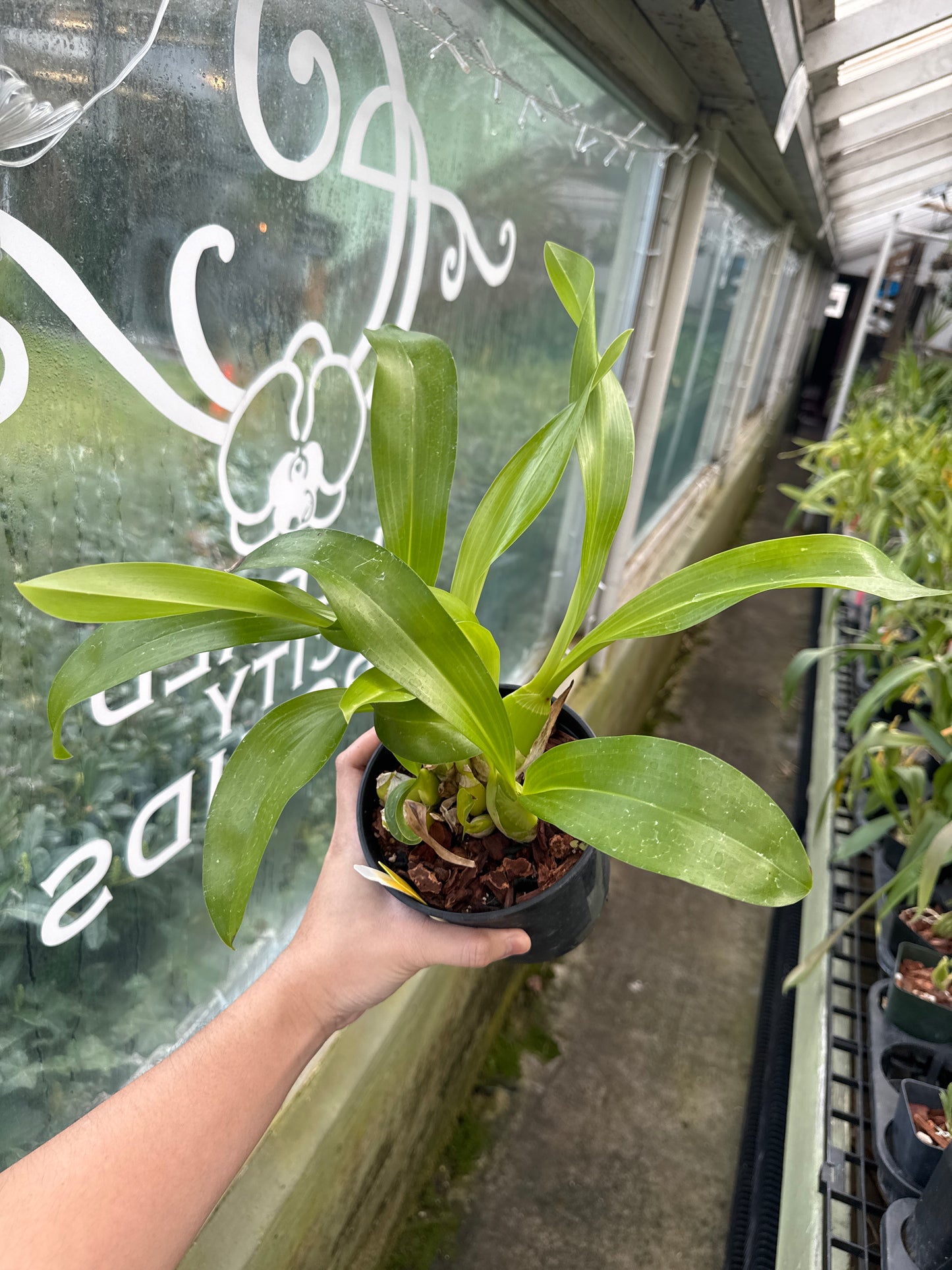Grammatophyllum scriptum var. citrinum (green alba) x Gram. scriptum ‘Dwarf’