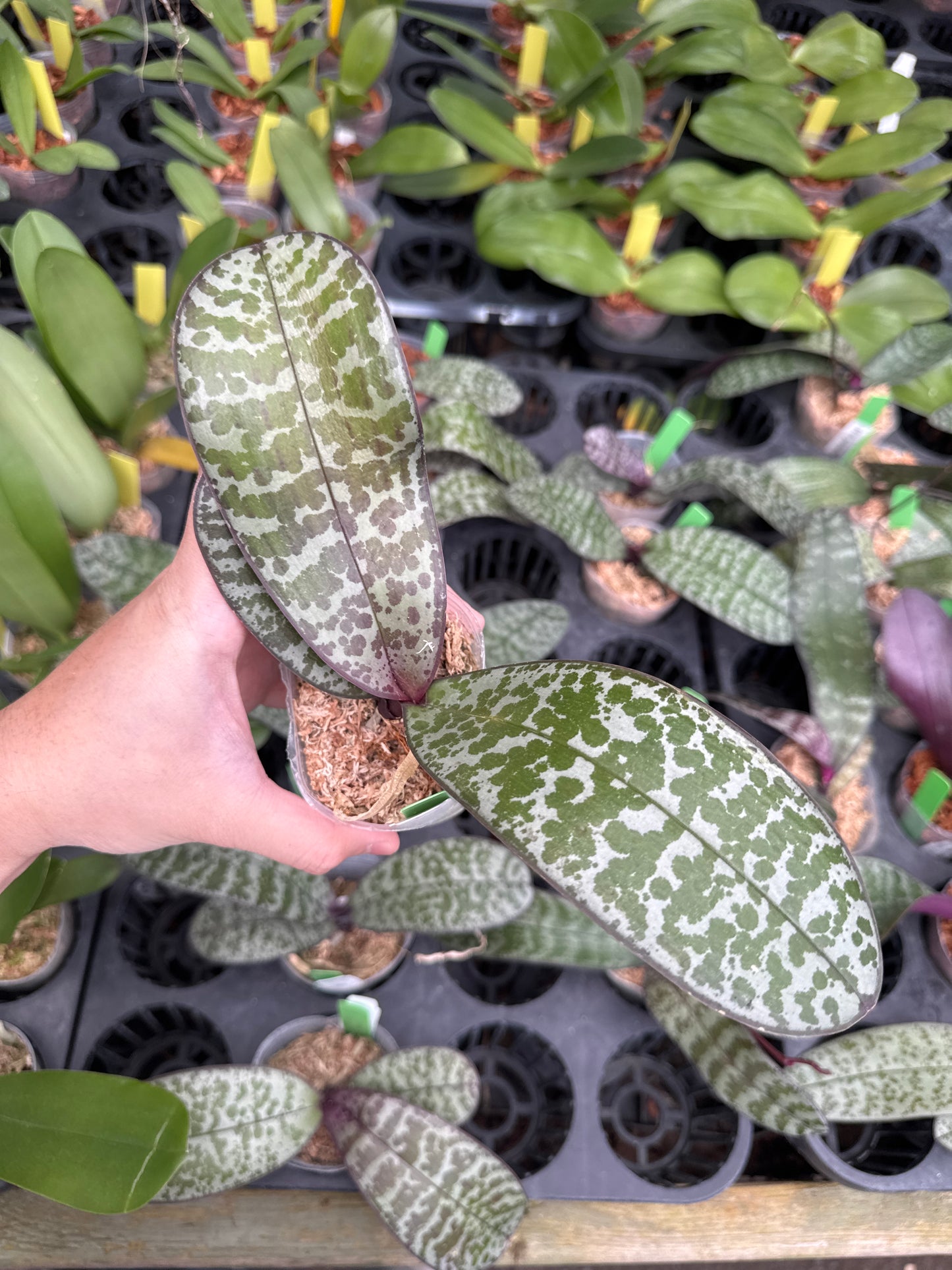 Phal schilleriana ‘Pink Butterfly’