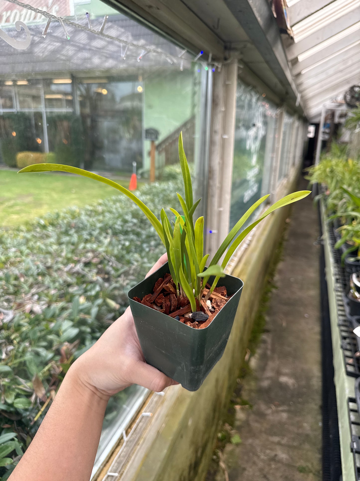 Arpophyllum giganteum var alpinum