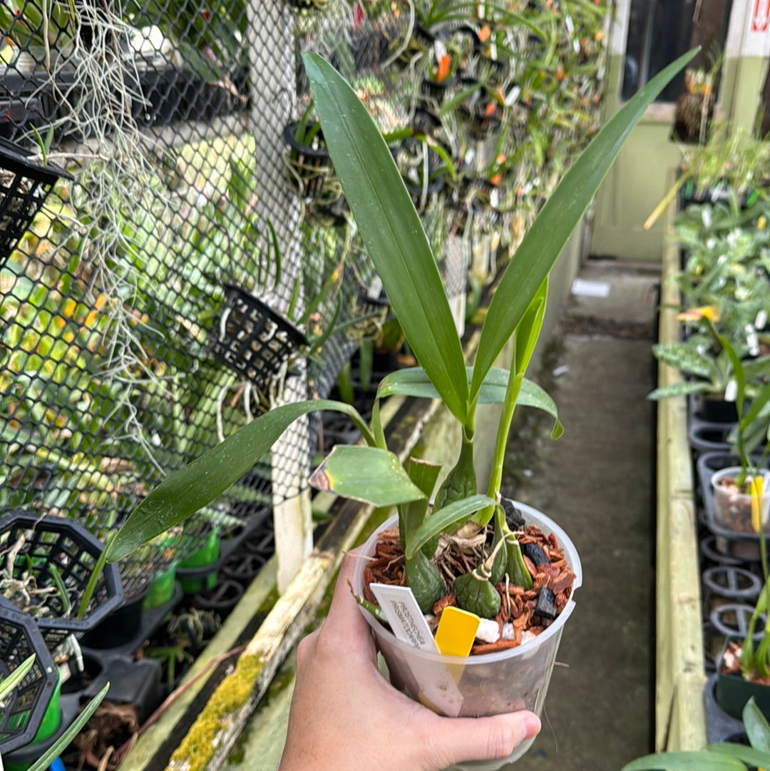 Prosthechea prismatocarpa