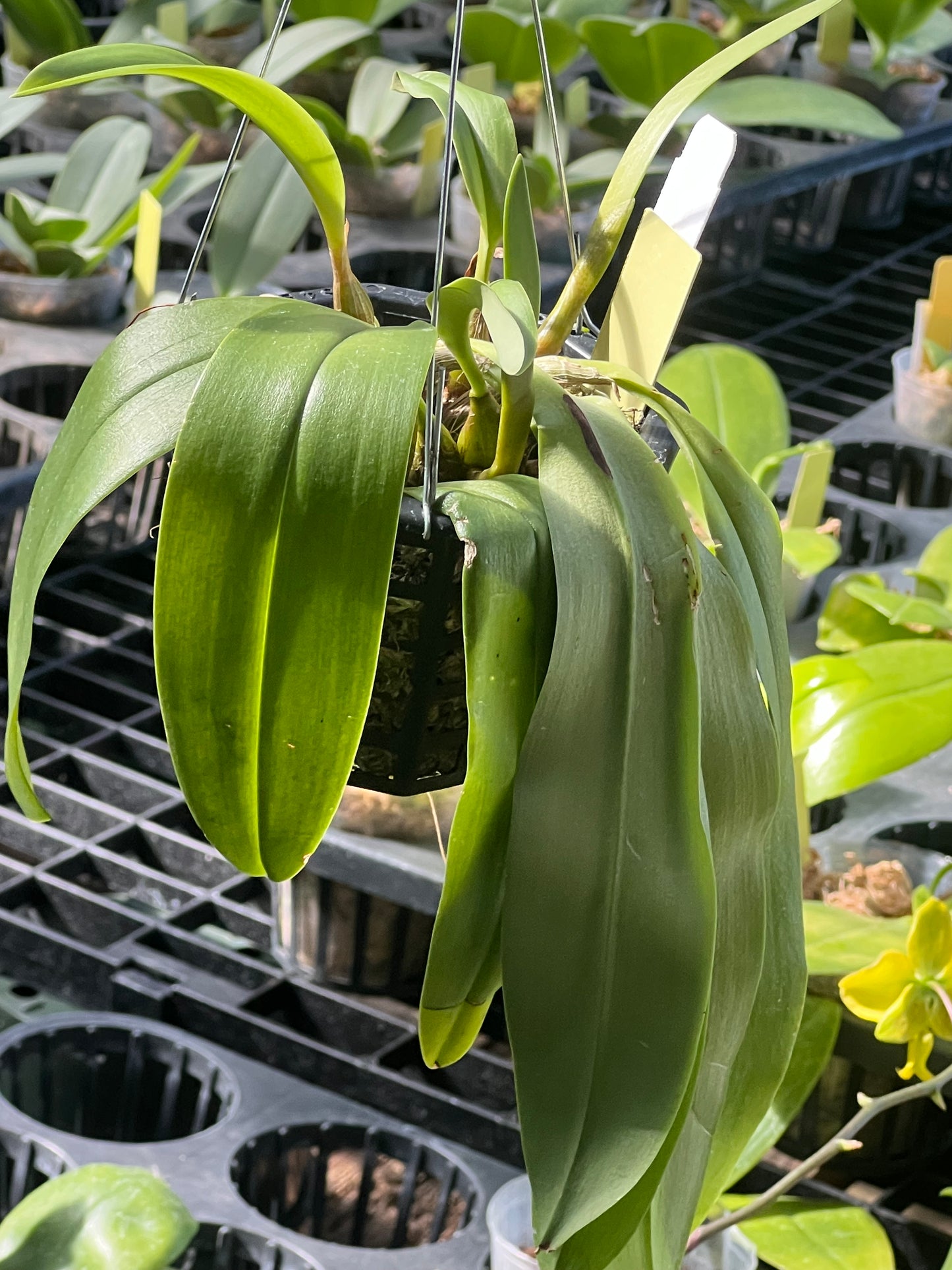 Bulbophyllum lobbii