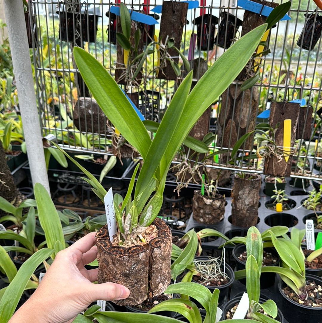 Laelia anceps semialba