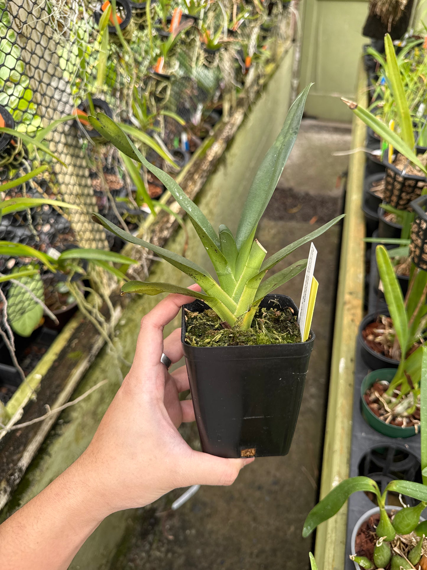 Agranthes Grandalena (Aeranthes grandiflora x Angraecum magdalenae)
